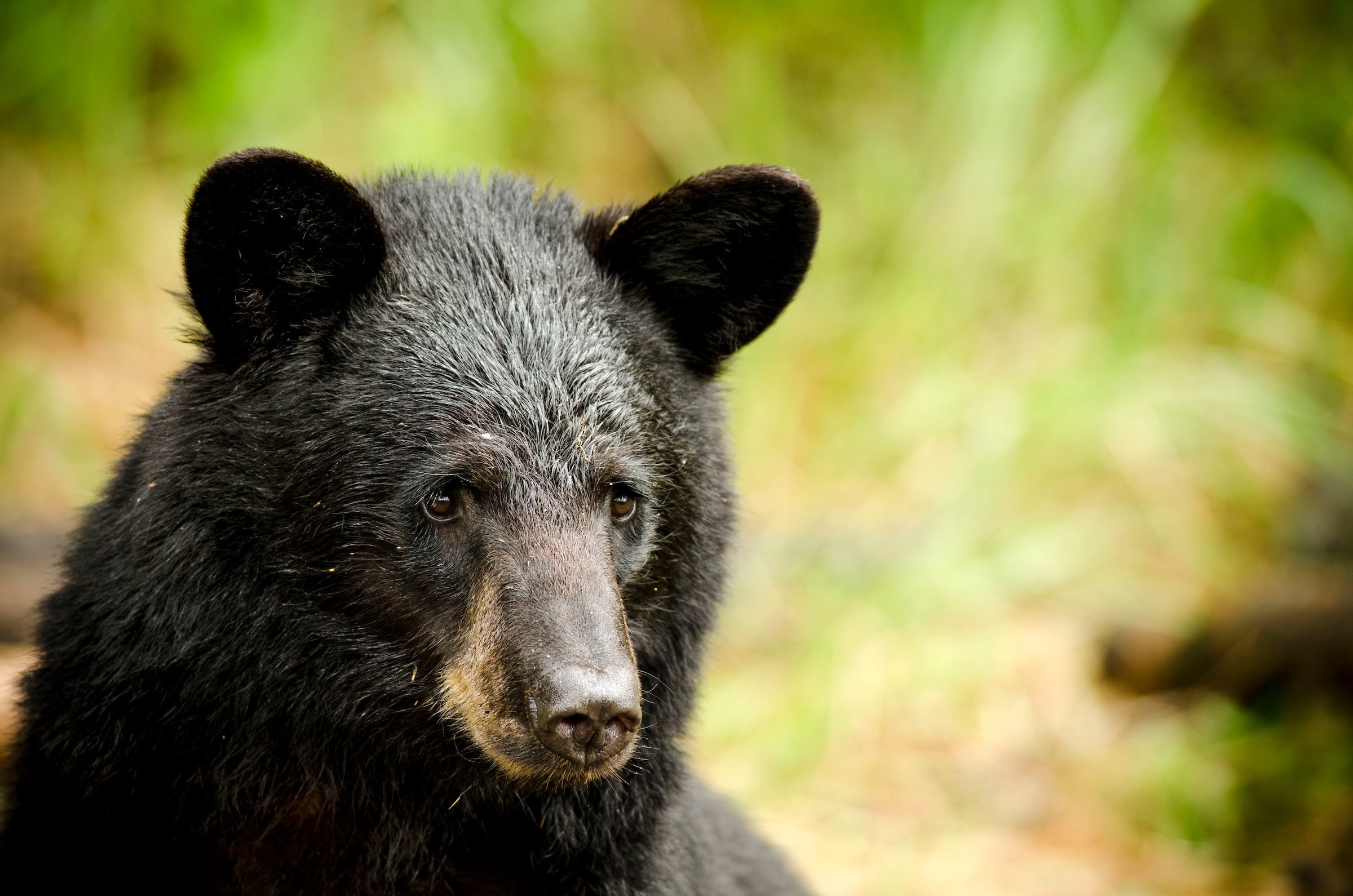 Spring bear hunting has a rich heritage full of exciting traditions.
