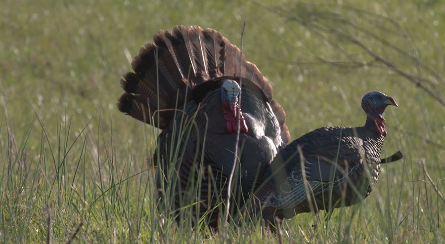 THE HUNGER: Turkey Hunting Traditions [Teaser] - HuntStand