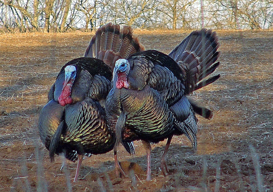 Turkey Locator Calls Deadly Tools To Increase Your Odds HuntStand