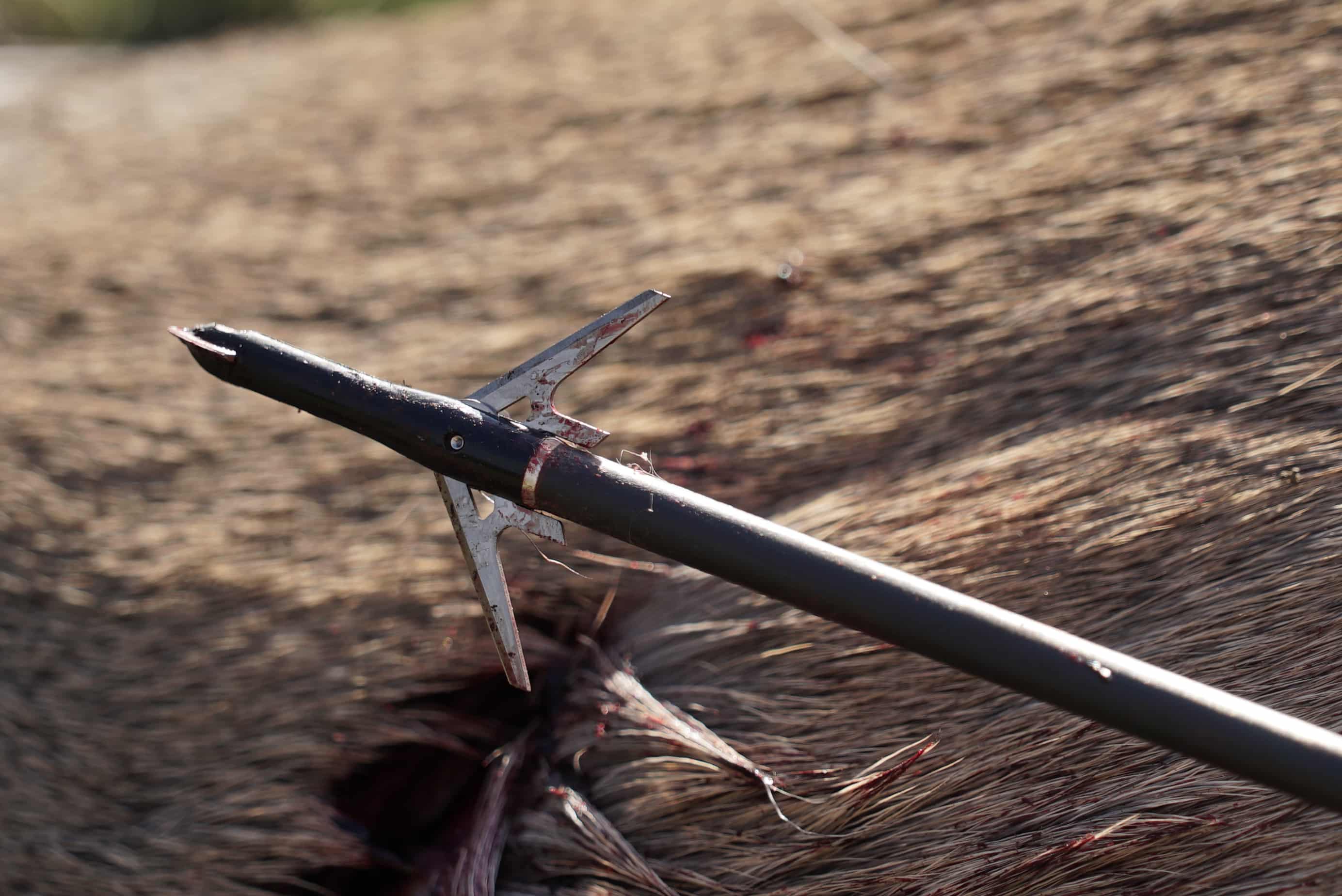 Rocky Mountain Warhead Broadhead [Review] HuntStand