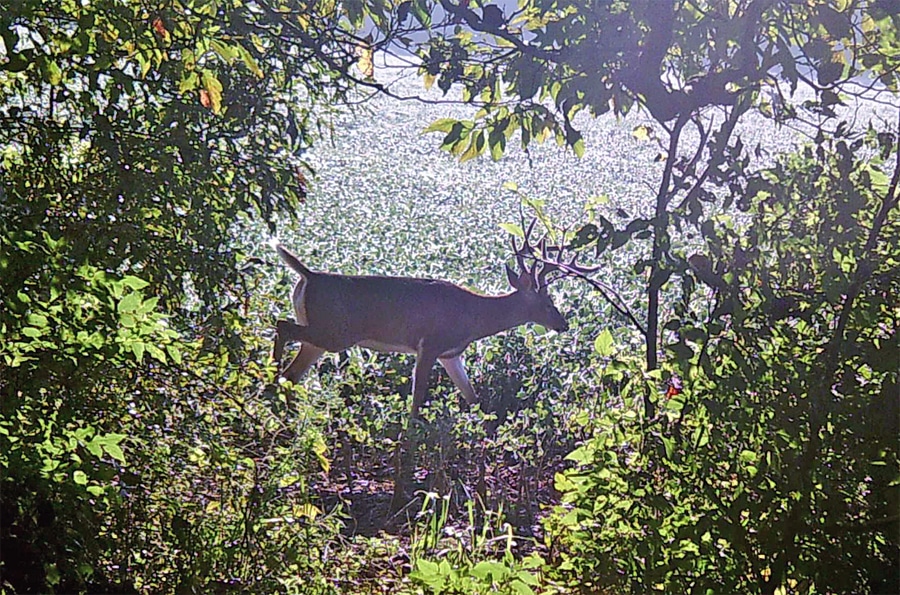 Western Kentucky BuckFunneling Beanfield [Big Buck HIT LIST]HuntStand