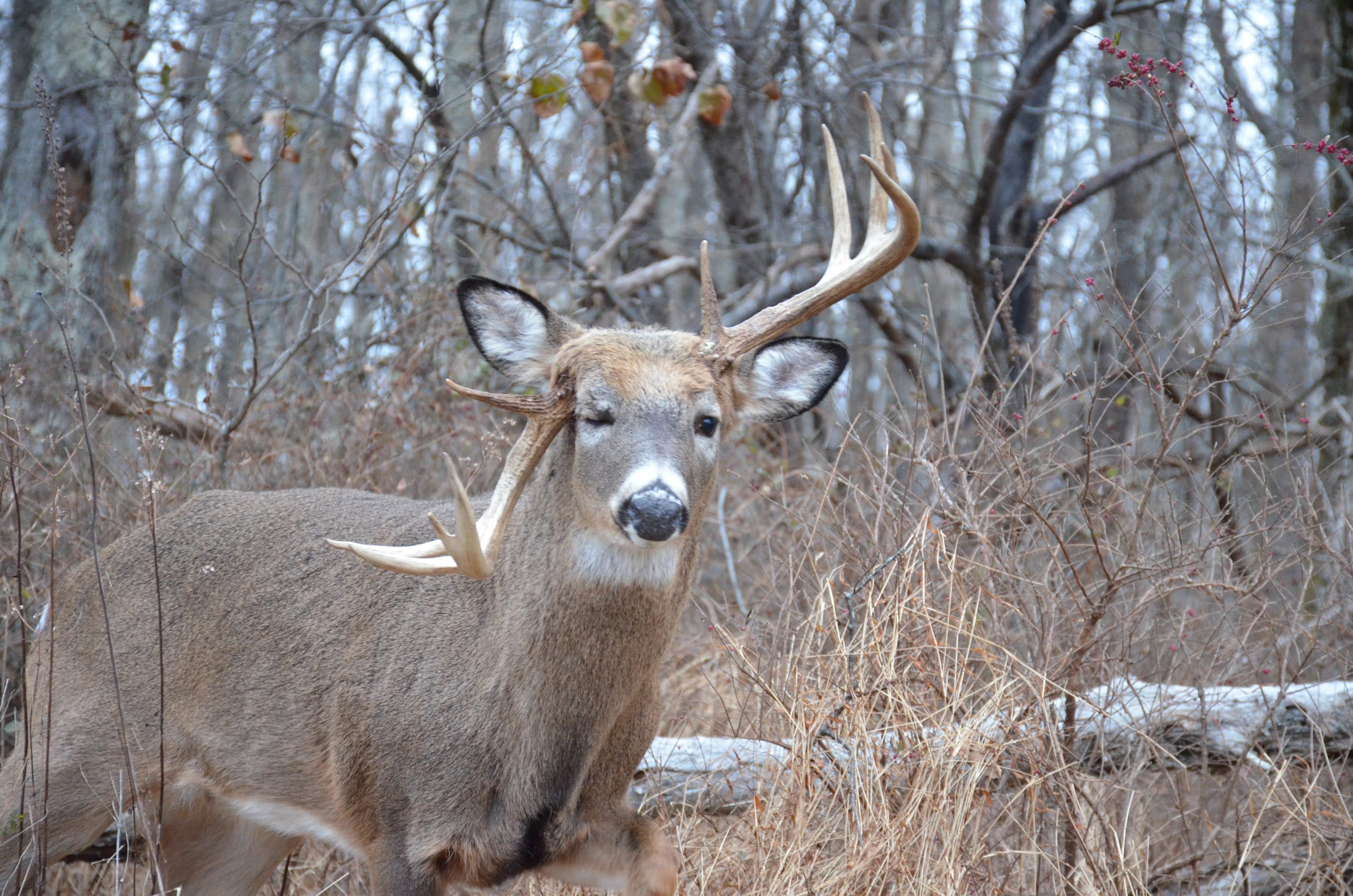 Antler Deformities [Murphy's Law On Whitetails] - HuntStand