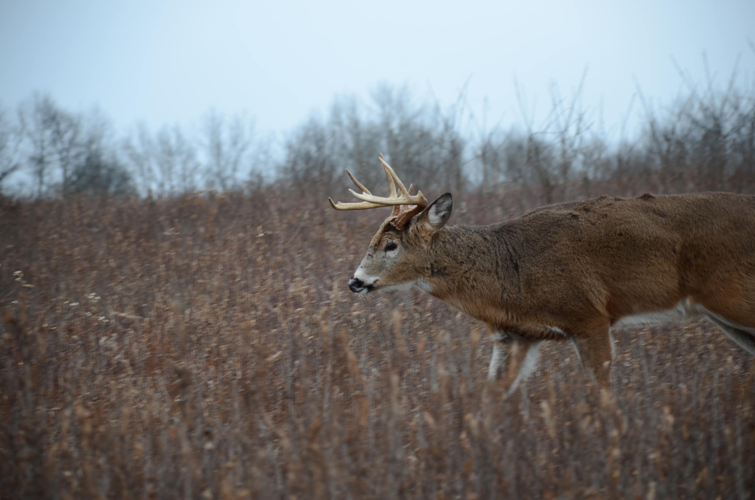 Whitetail Culling [Murphy's Law On Whitetails] HuntStand