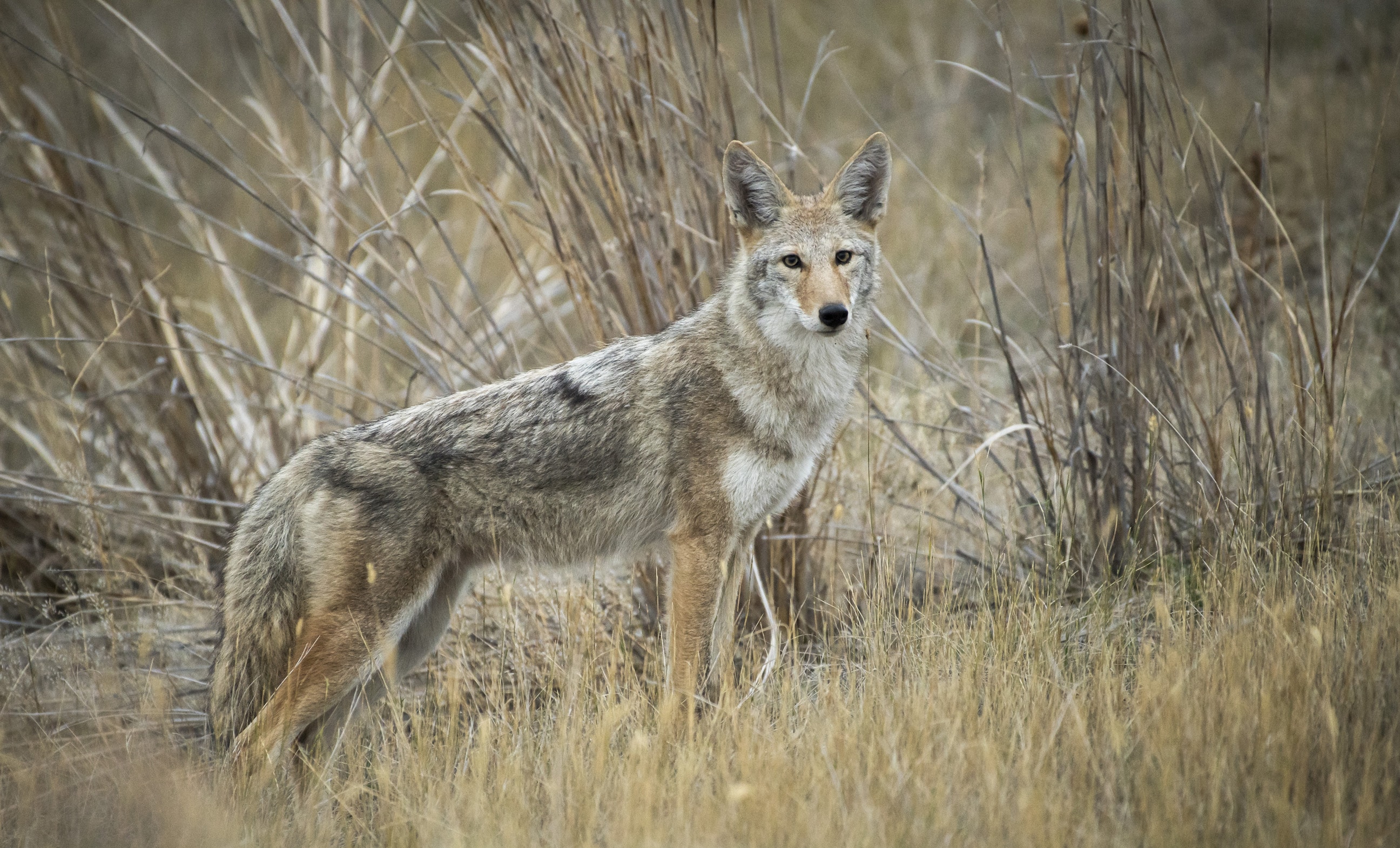 Making Sense Of Coyote Hunting Scents - HuntStand