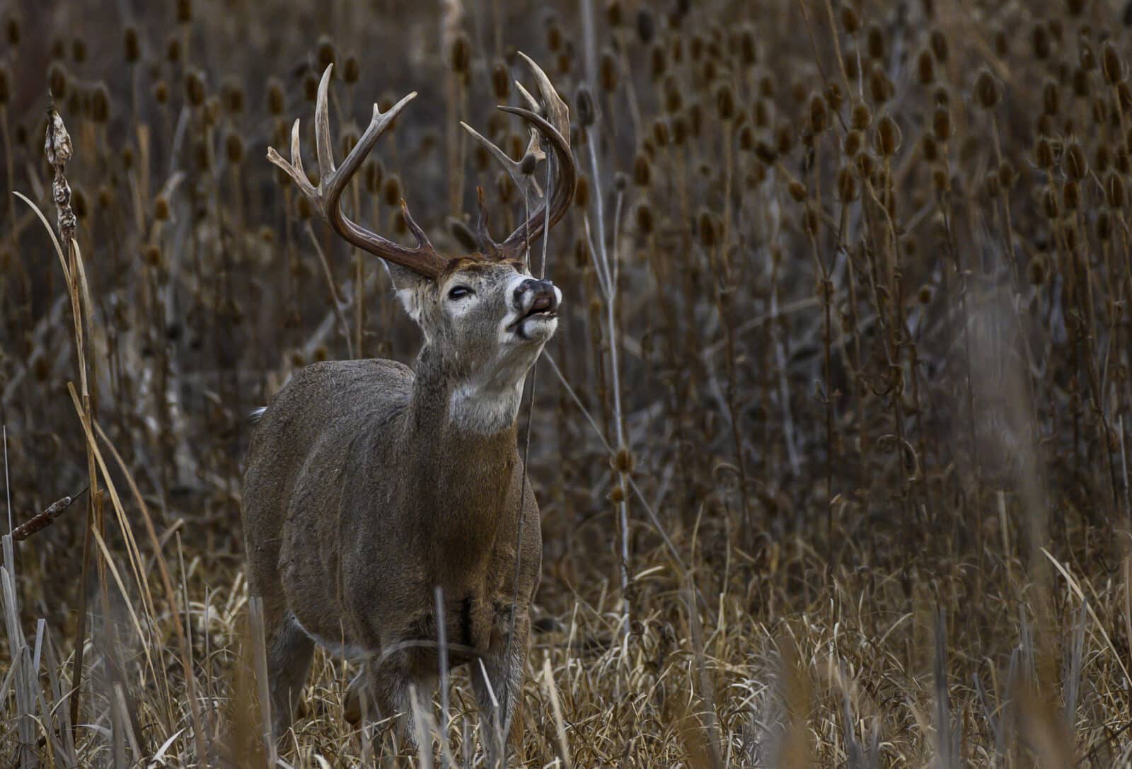 Whitetail Savvy: New Research and Observations about the