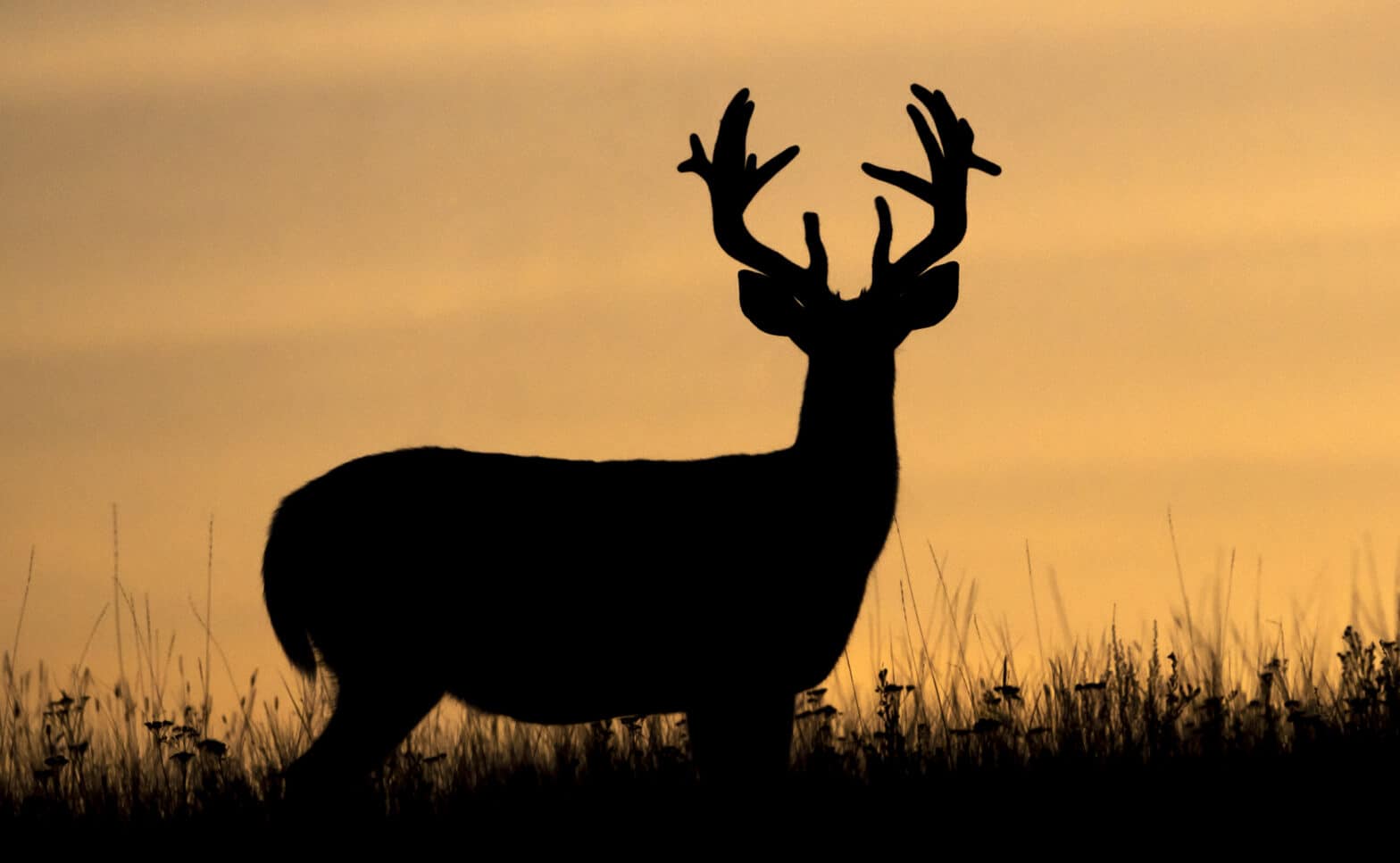 10 Shocking New Deer Study Findings - HuntStand