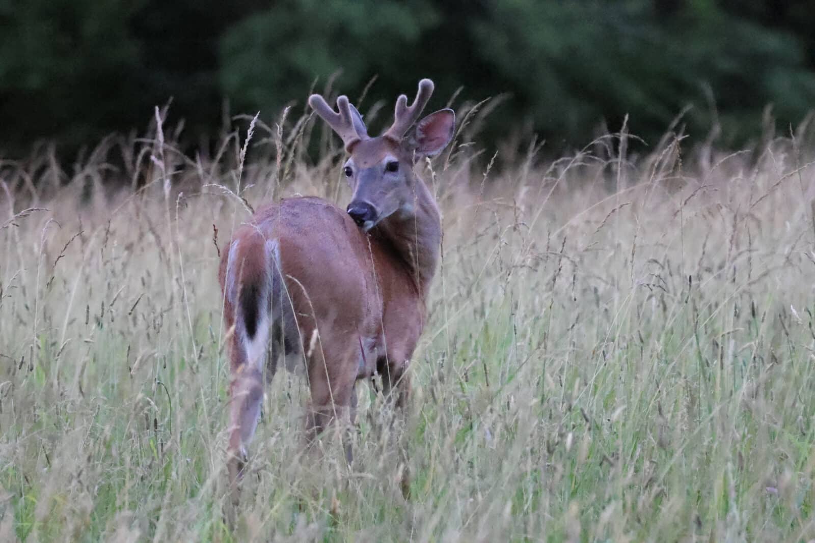 Study access routes before hunting