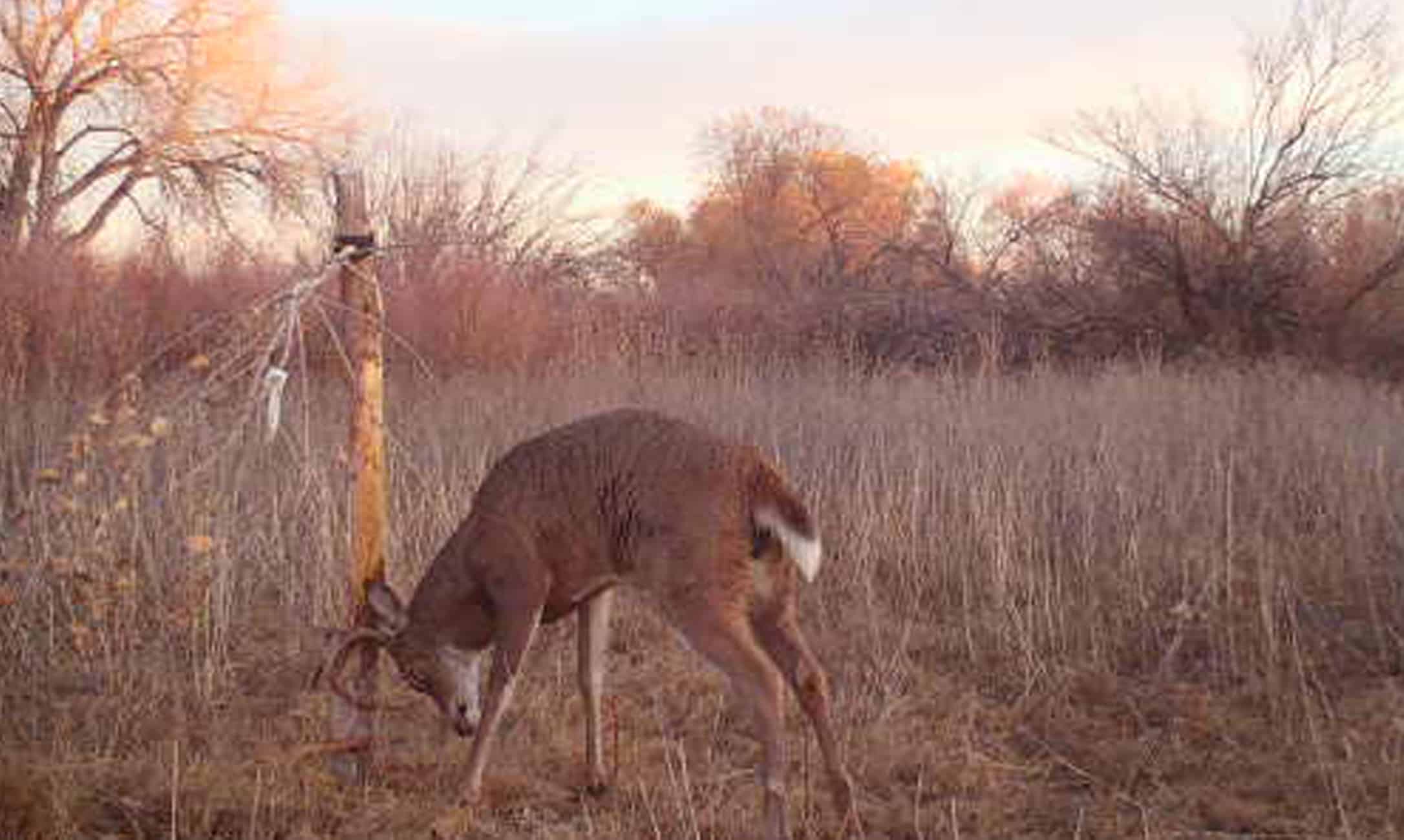 Jace Bauserman, Author at HuntStand