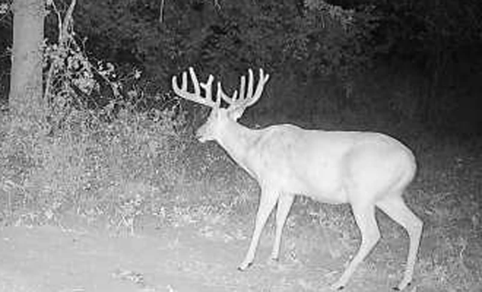Week 10 Buck Turned Away