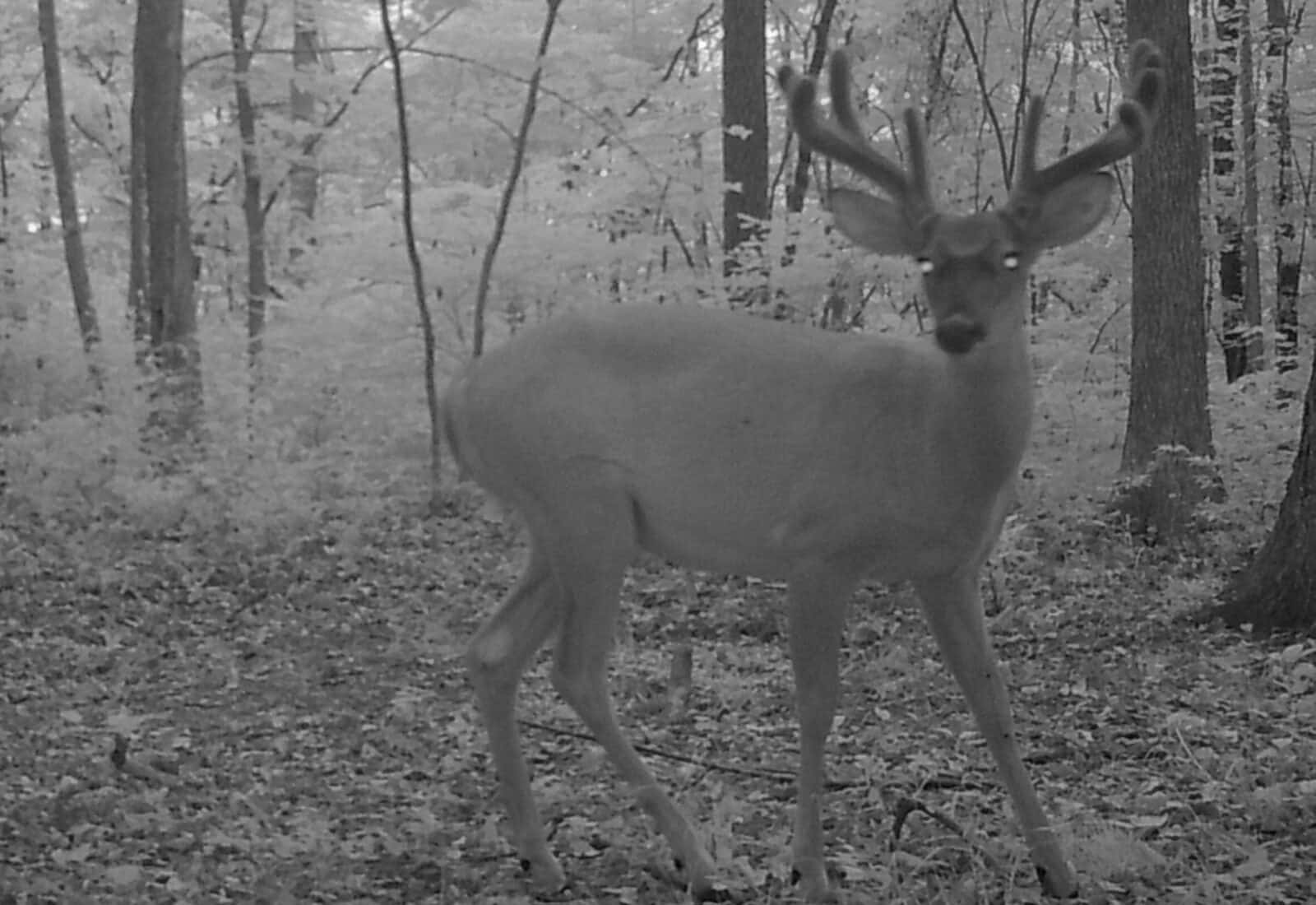 Week 6 Buck At Night