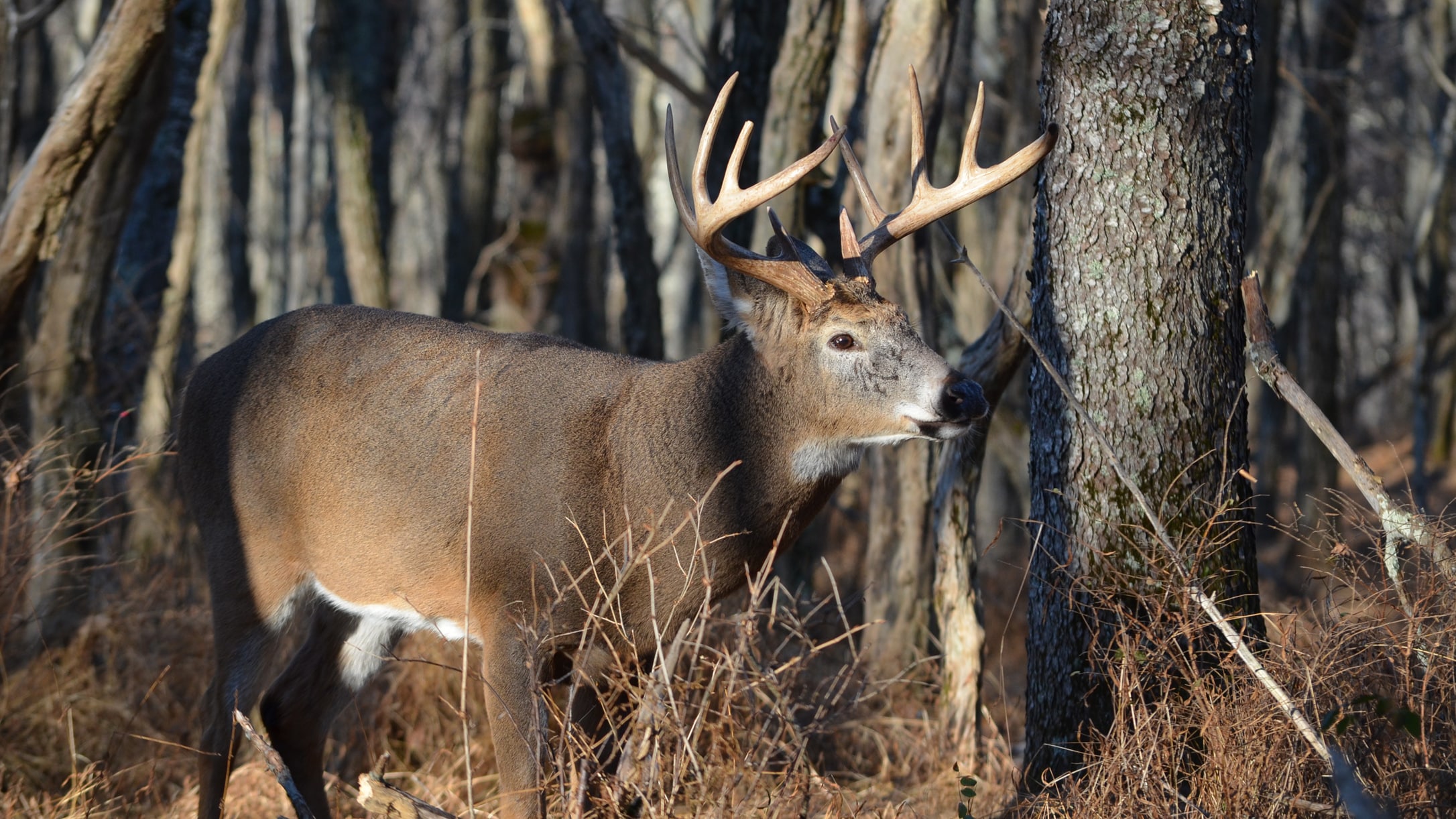 Hunting Pre-Rut Whitetails with HuntStand - HuntStand