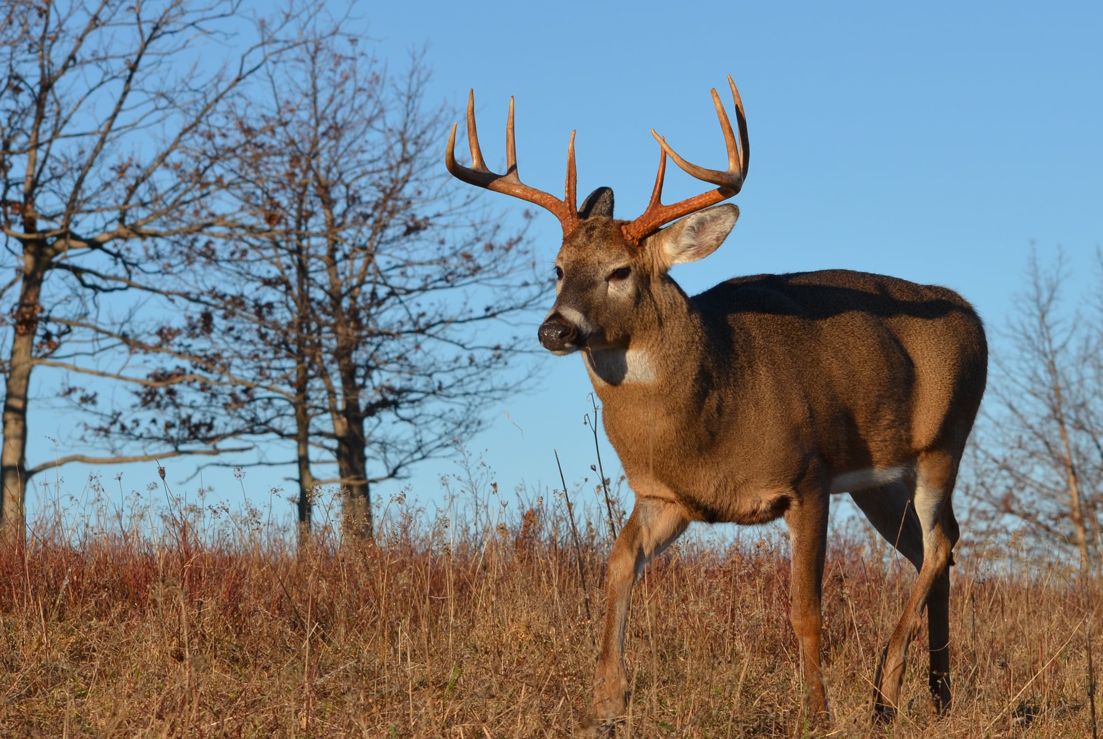 Active Buck