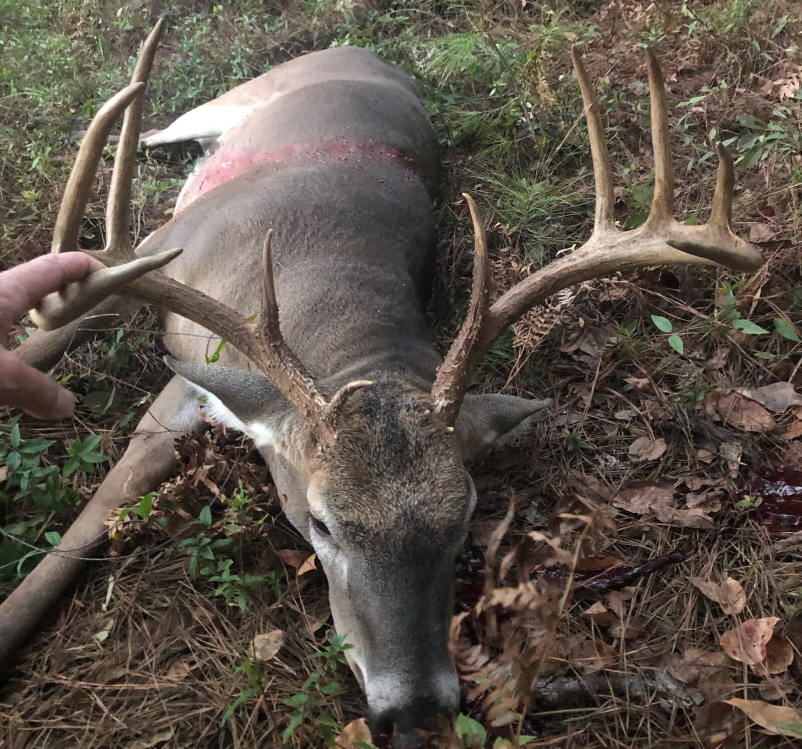 Burly SC Buck Returns Bigger & Better [Big Buck ALERT] - HuntStand