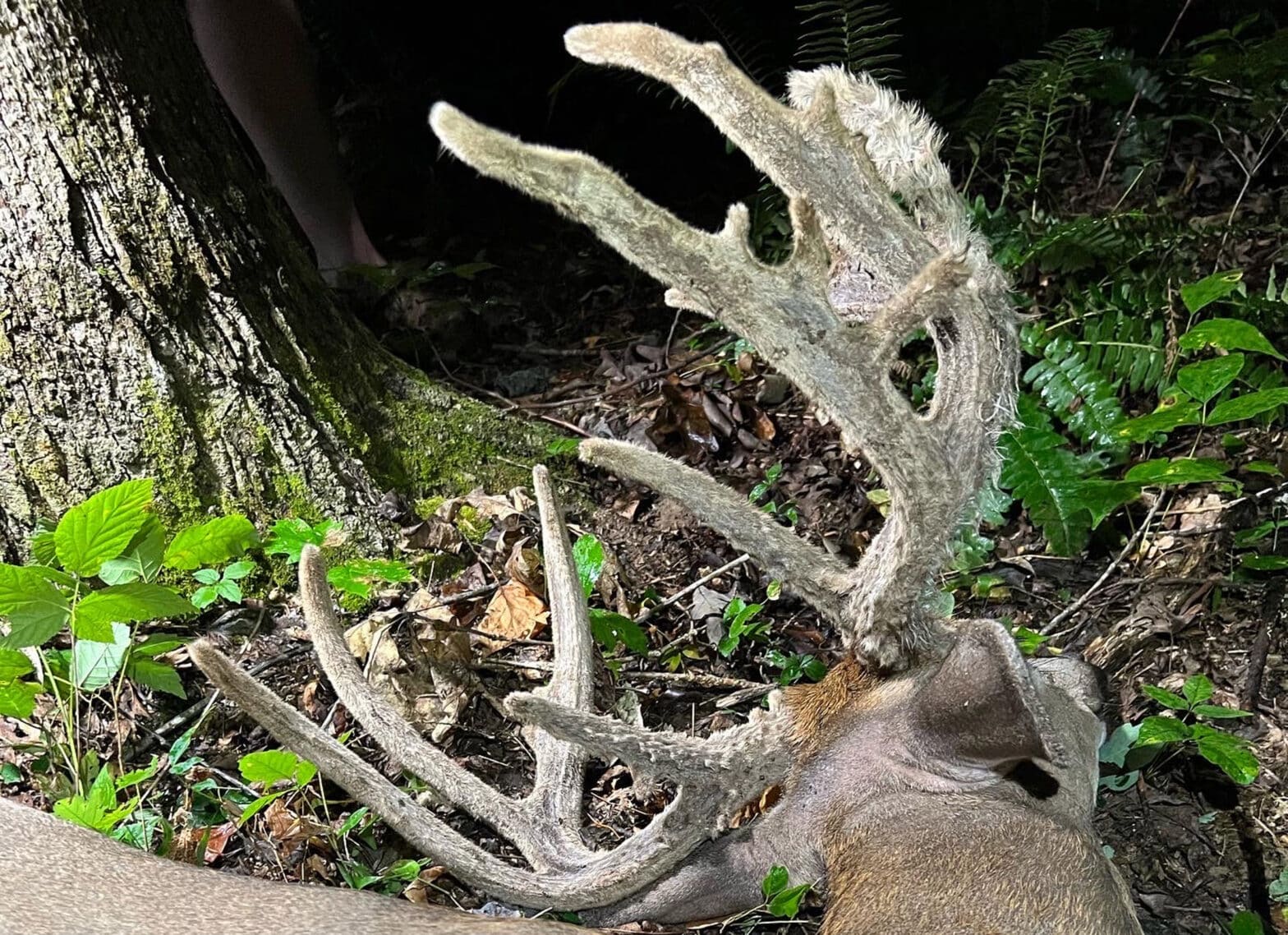 Giant Buck In Velvet [Big Buck ALERT] - HuntStand