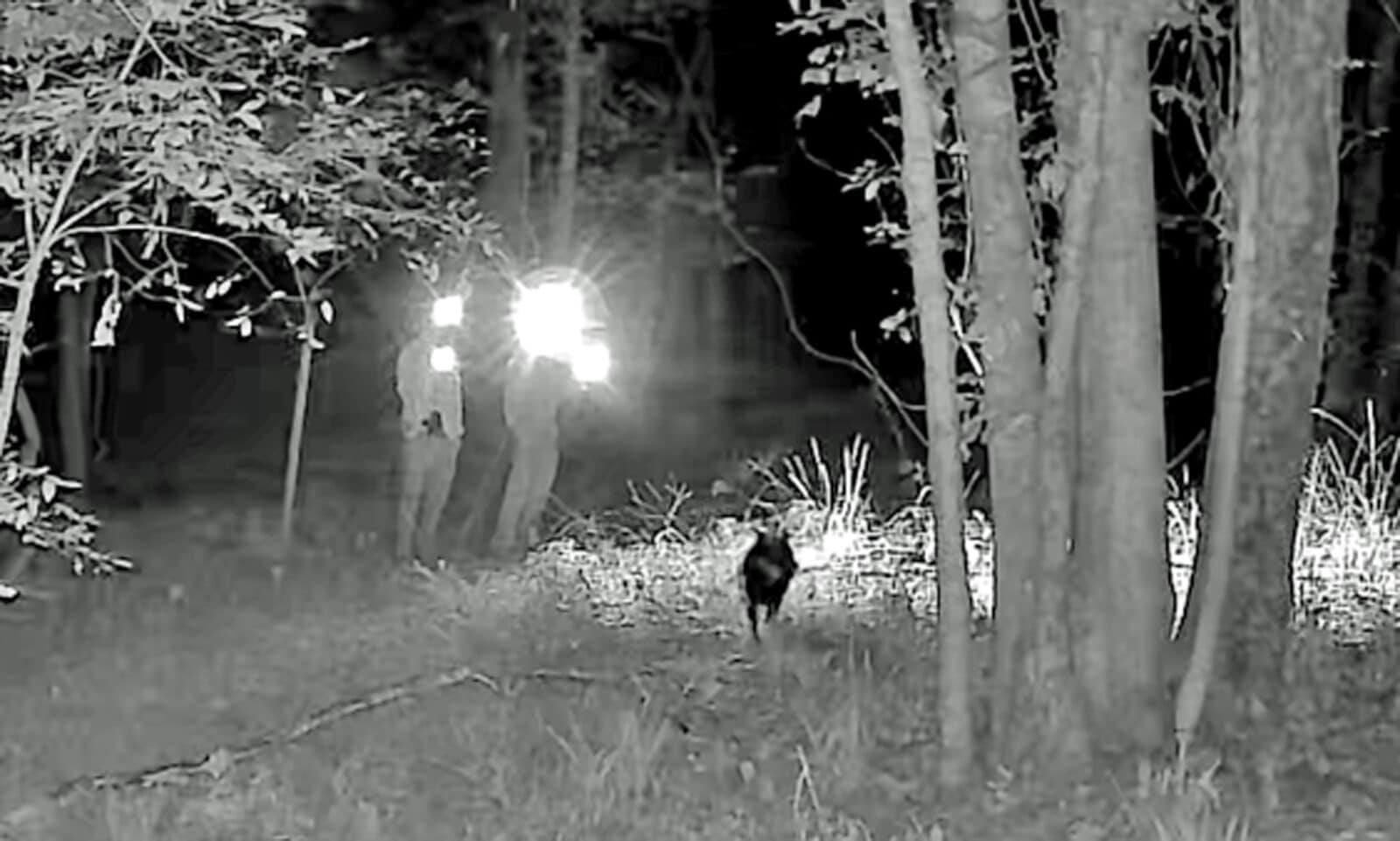 Well-earned buck searching