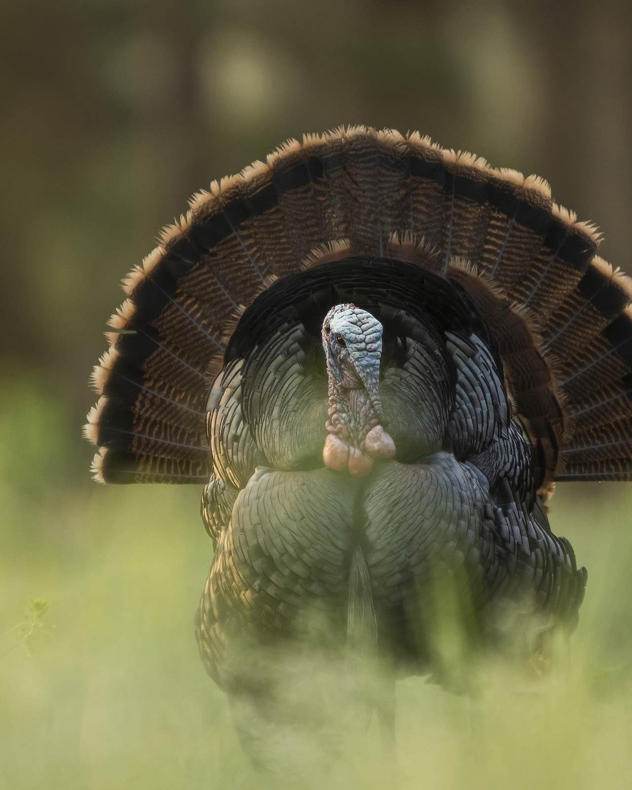 1 Turkey Hunting App HuntStand