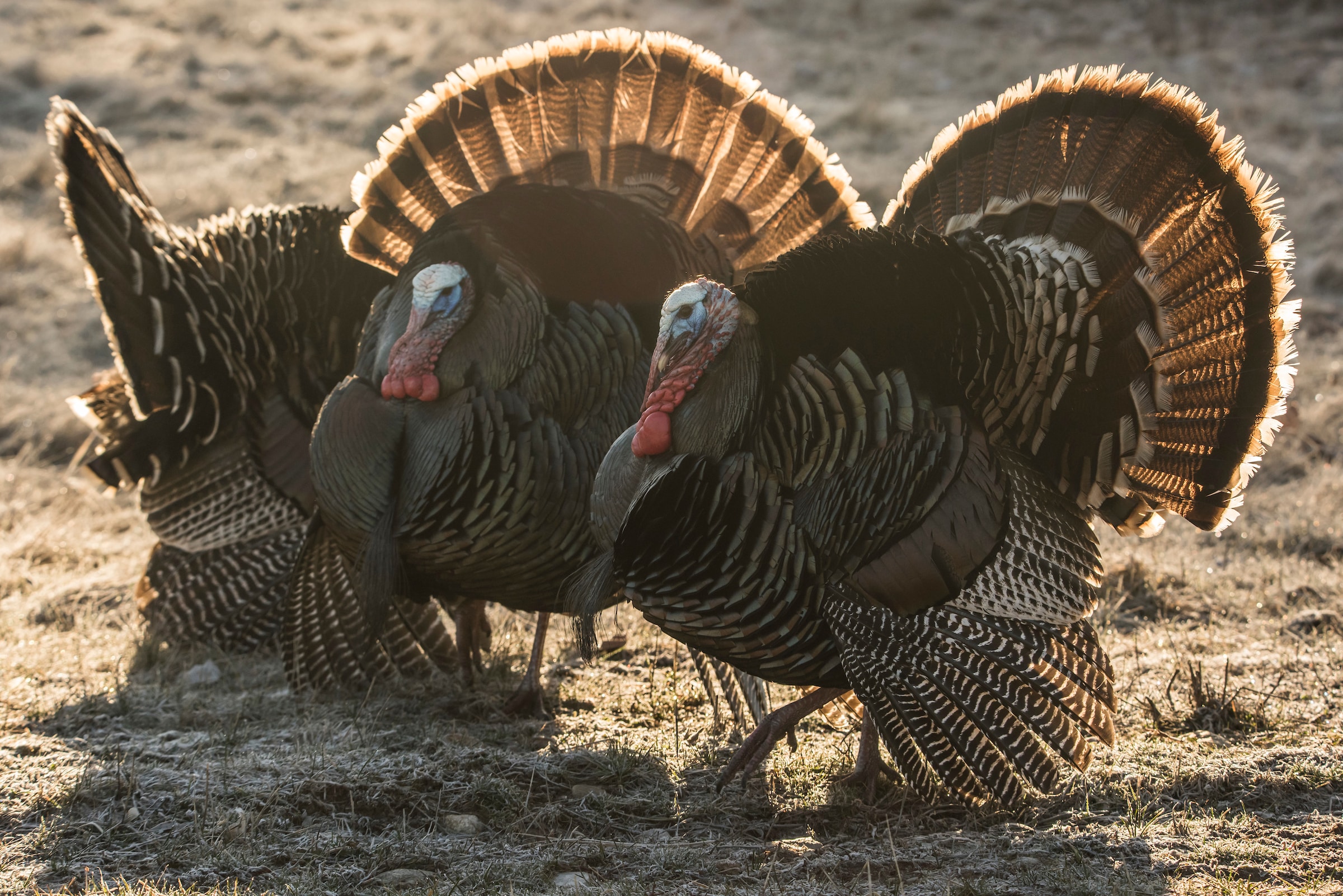 During midday, toms tend to go walkabout searching for hens. Sometimes those toms pop off on their own, and other times, you need to use a locator call to make them shock gobble.