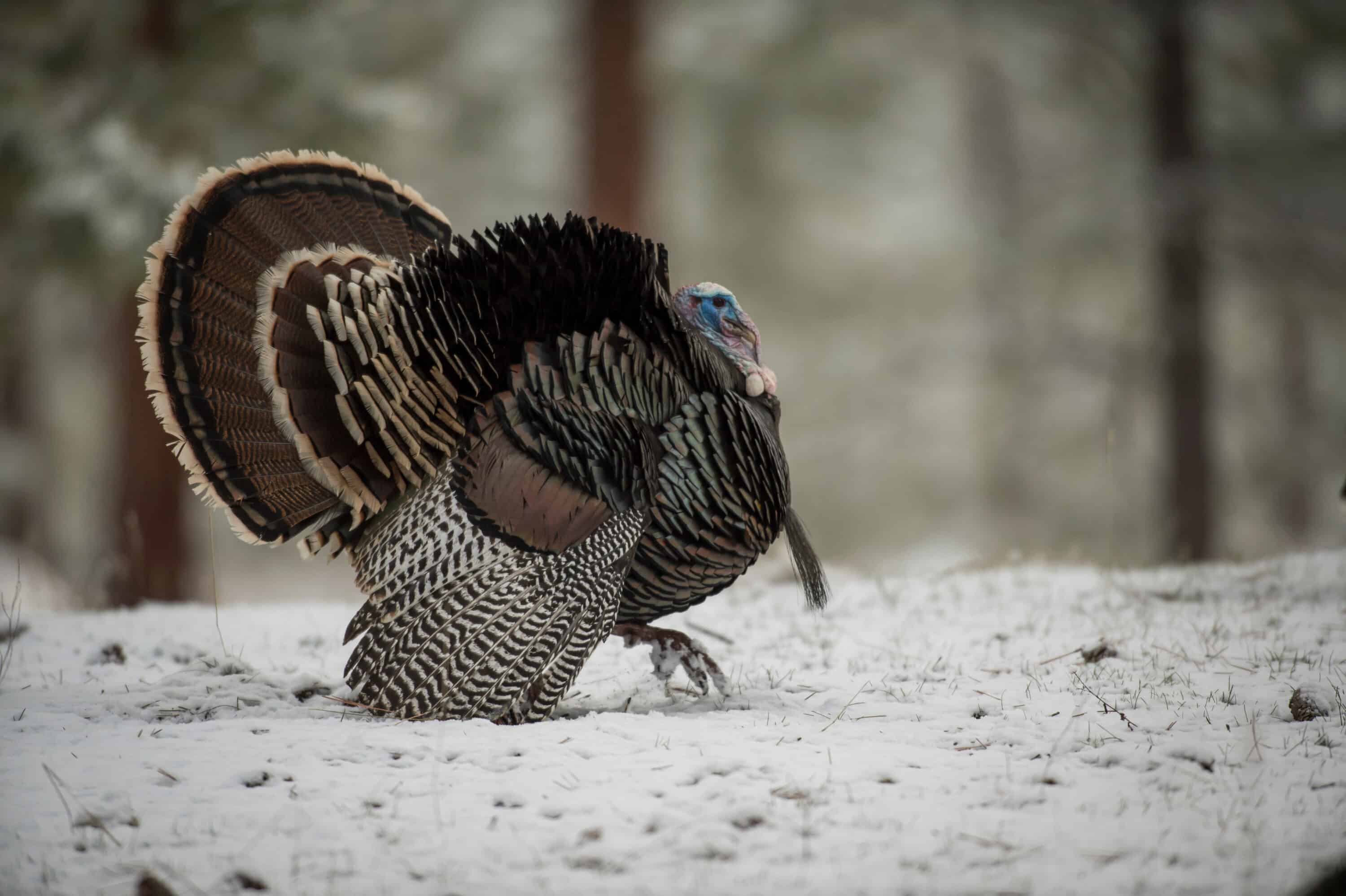 Must-Have Gear for Western Turkey Hunting - HuntStand