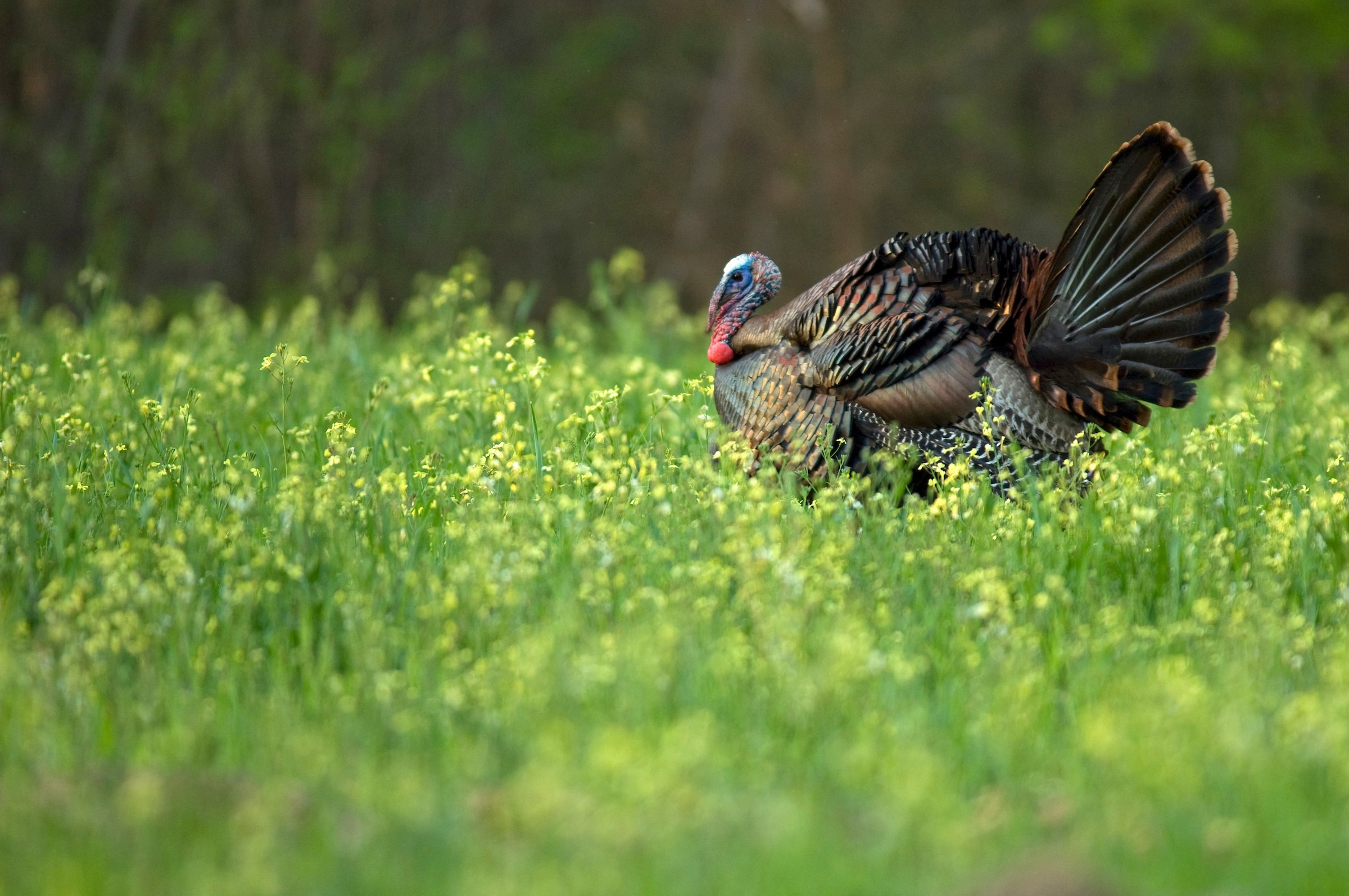 Plan effectively and have the non-resident turkey hunt of your dreams