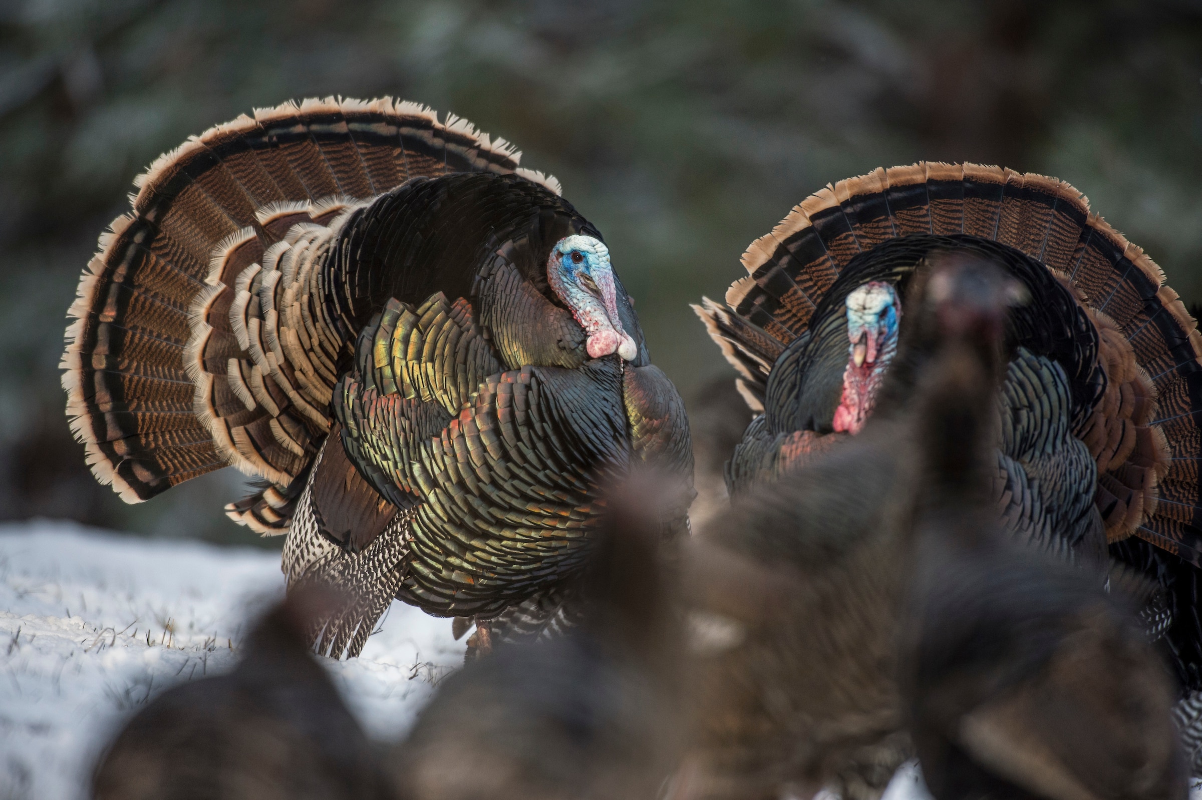 Understanding what goes on in a turkey's mind is part of being a great turkey hunter.