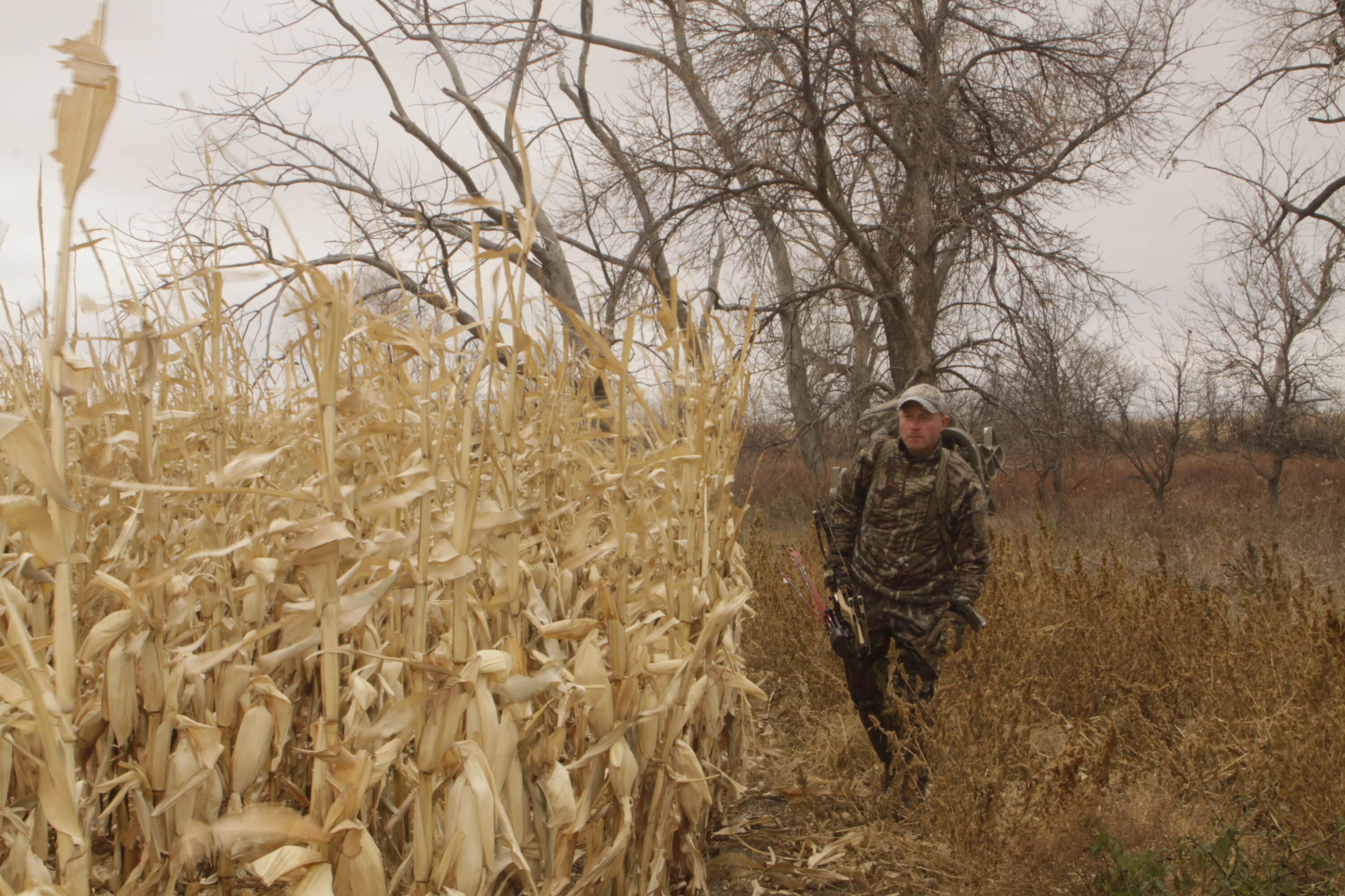 If your small property does not have sufficient escape cover, consider growing cover with a variety of large vegetation, including corn.