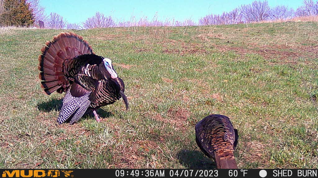 Cell cams for turkey hunting