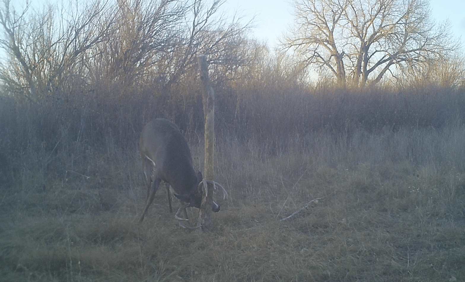 Build the Ultimate Whitetail Property Without Food Plots HuntStand