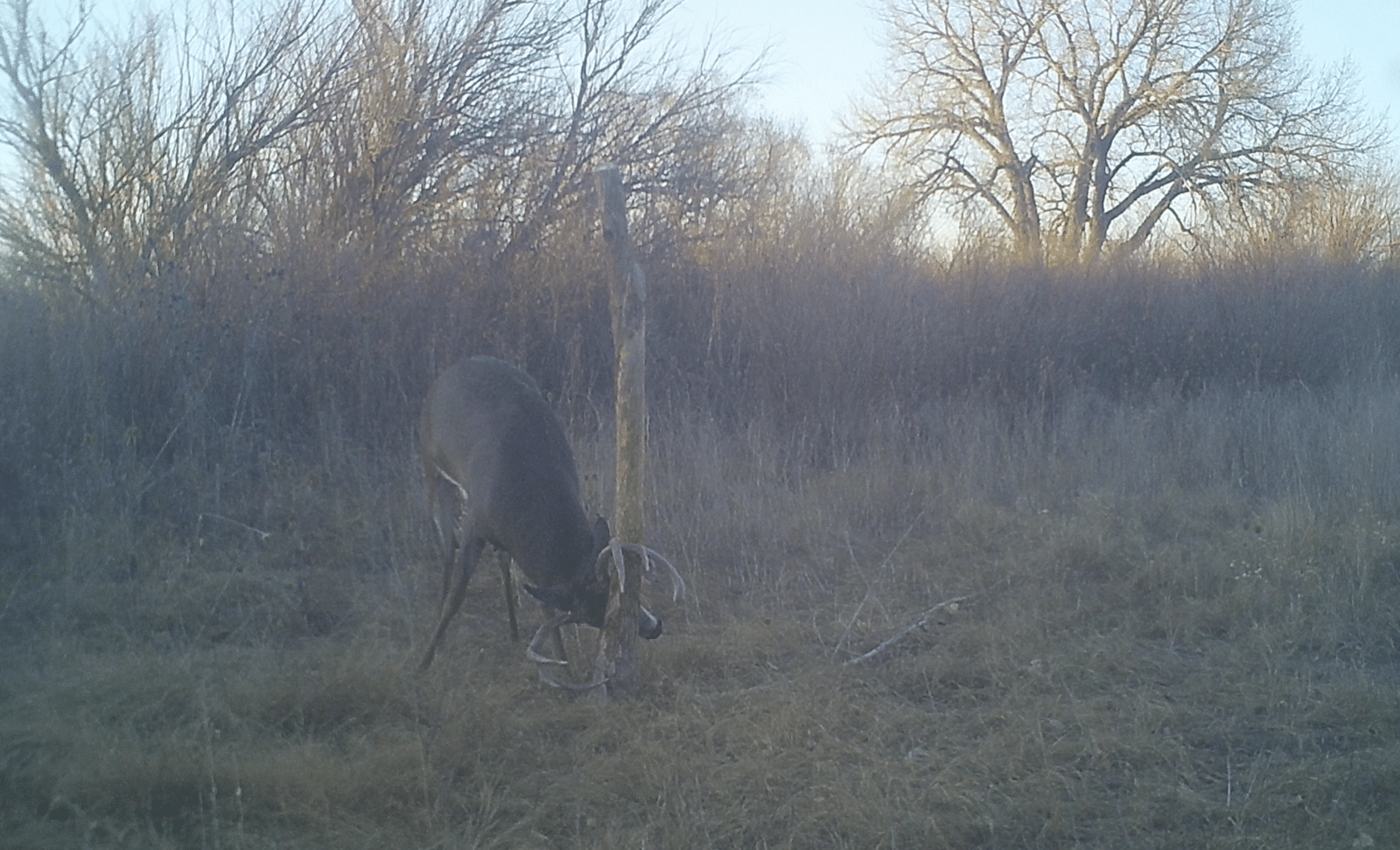 Bucks love a good rubbing post. It can be part of the ultimate whitetail property.