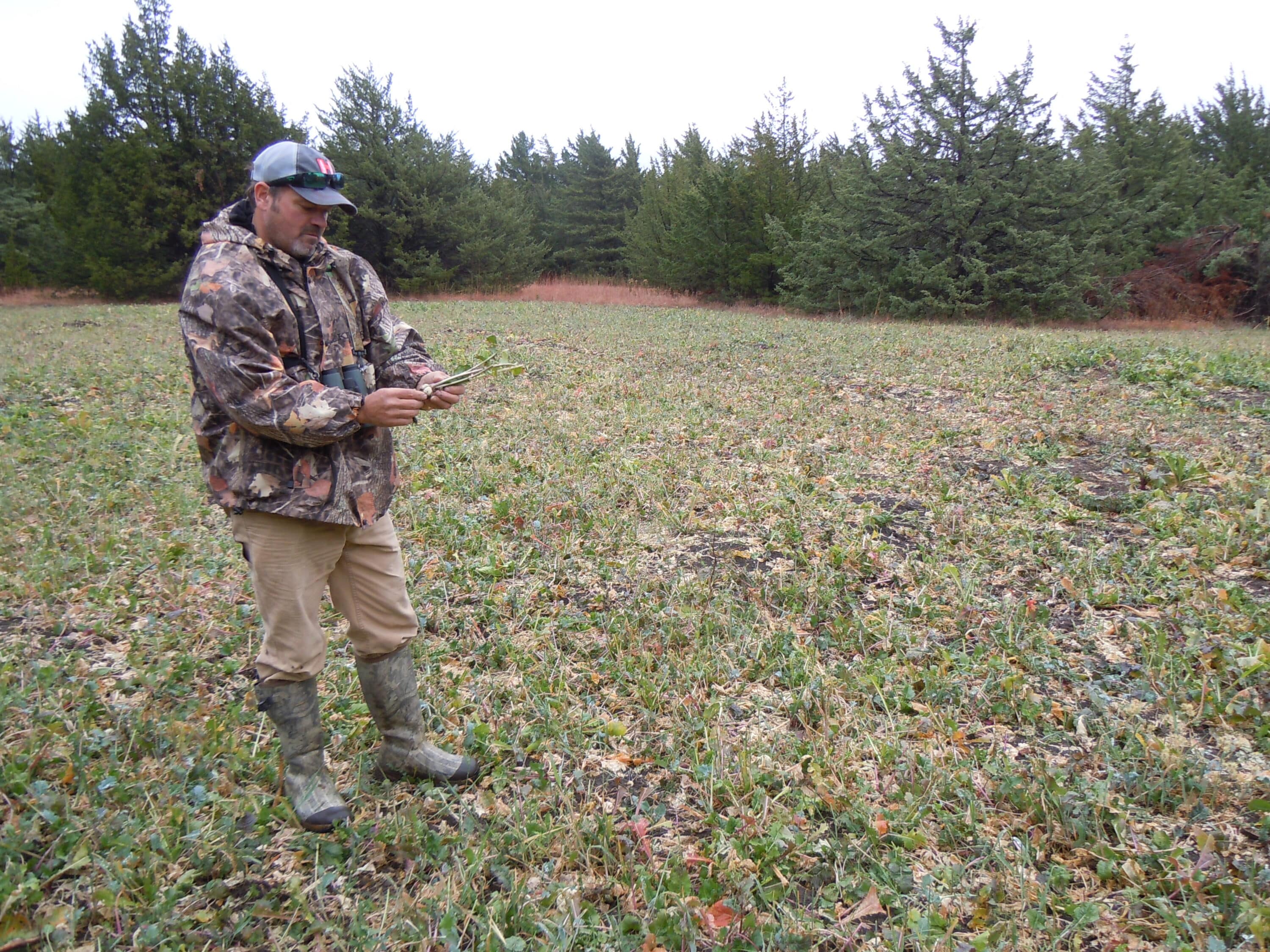 Even a small foot plot on a small property can create a diversionary stop for local deer.