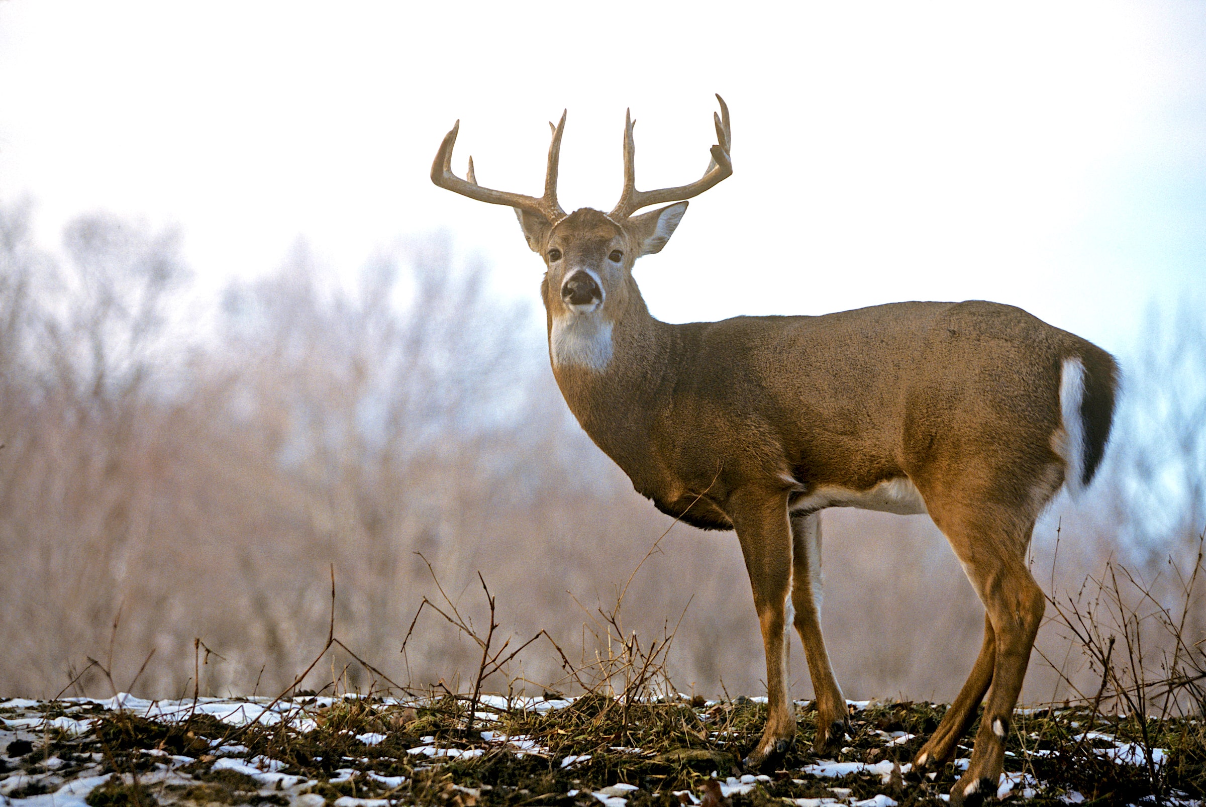 You can never have enough ambush sites on a small property. More ambush sites give you opportunities to move about and keep deer guessing as to your hunting location.