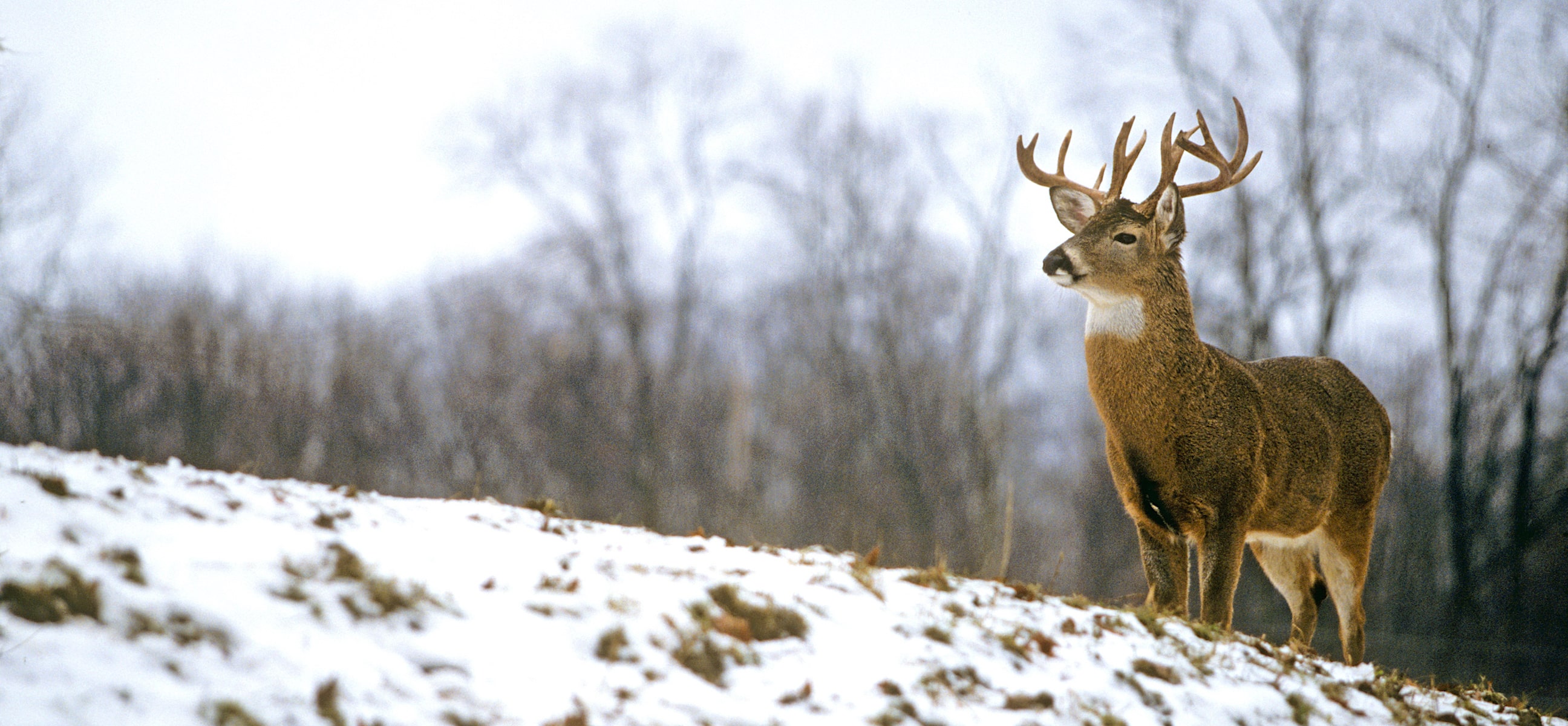 How to Set Up a Small Property for Deer Hunting - HuntStand