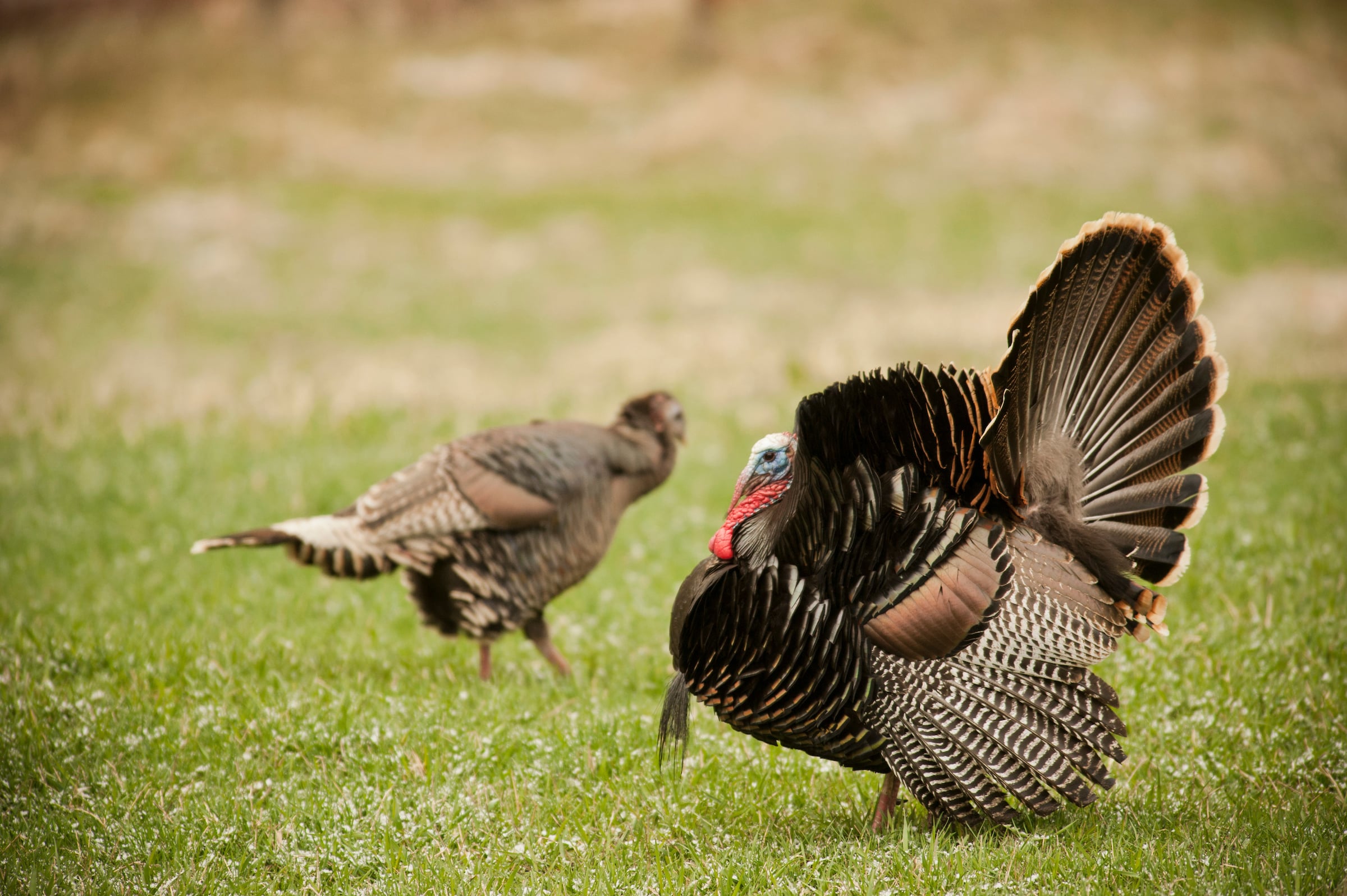 Use aggressive spring turkey hunting tactics to fill tags this season.