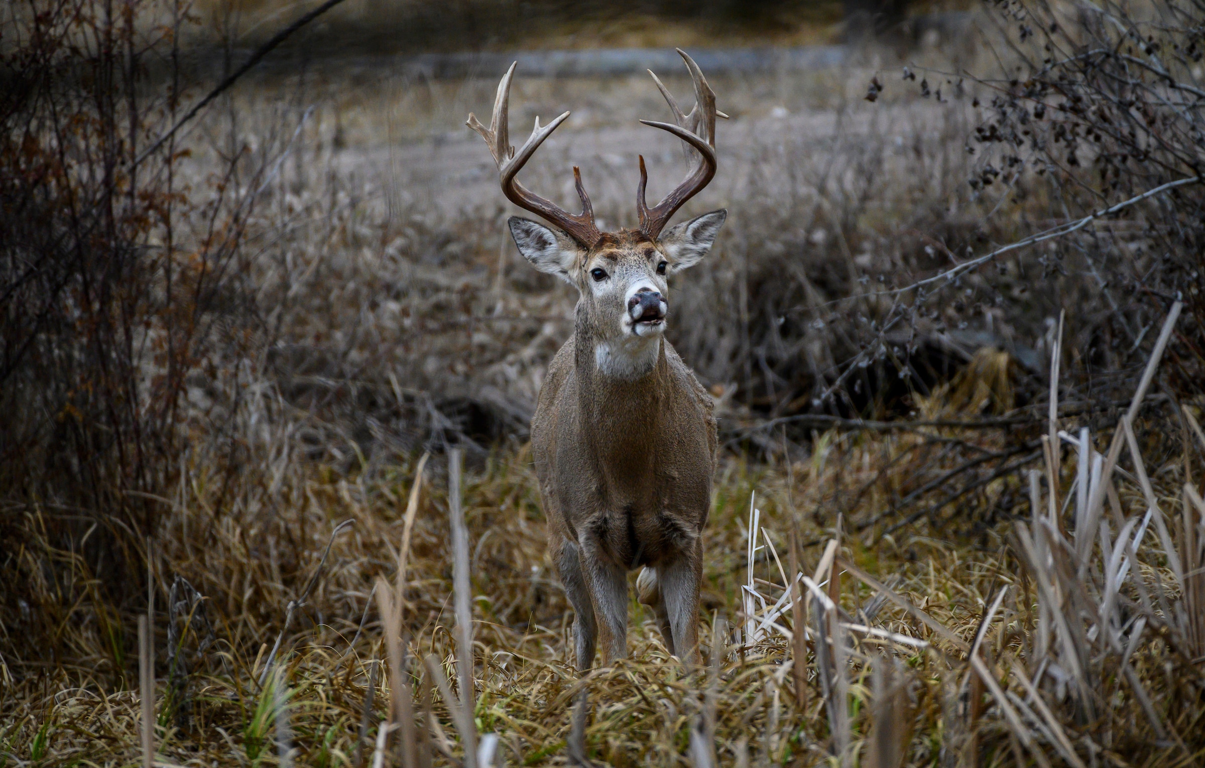 It's possible to encourage specific target bucks to spend time on small tracts of hunting land.