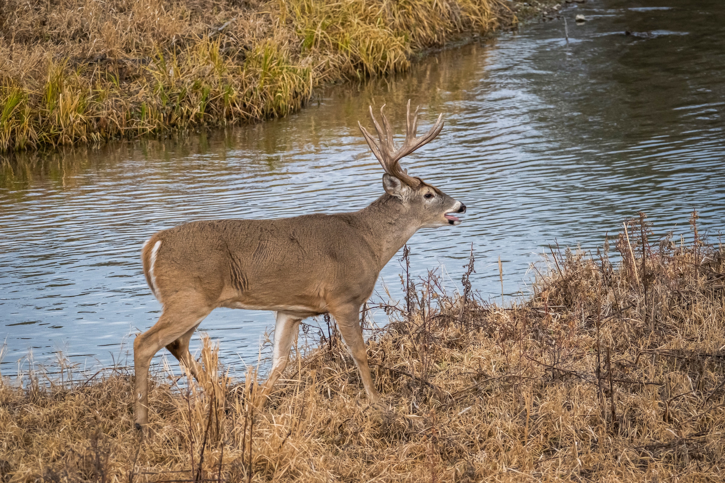 A little sweat equity will go a long way. Even if your property has running water, dig in a pond or two, and deer will flock to it.