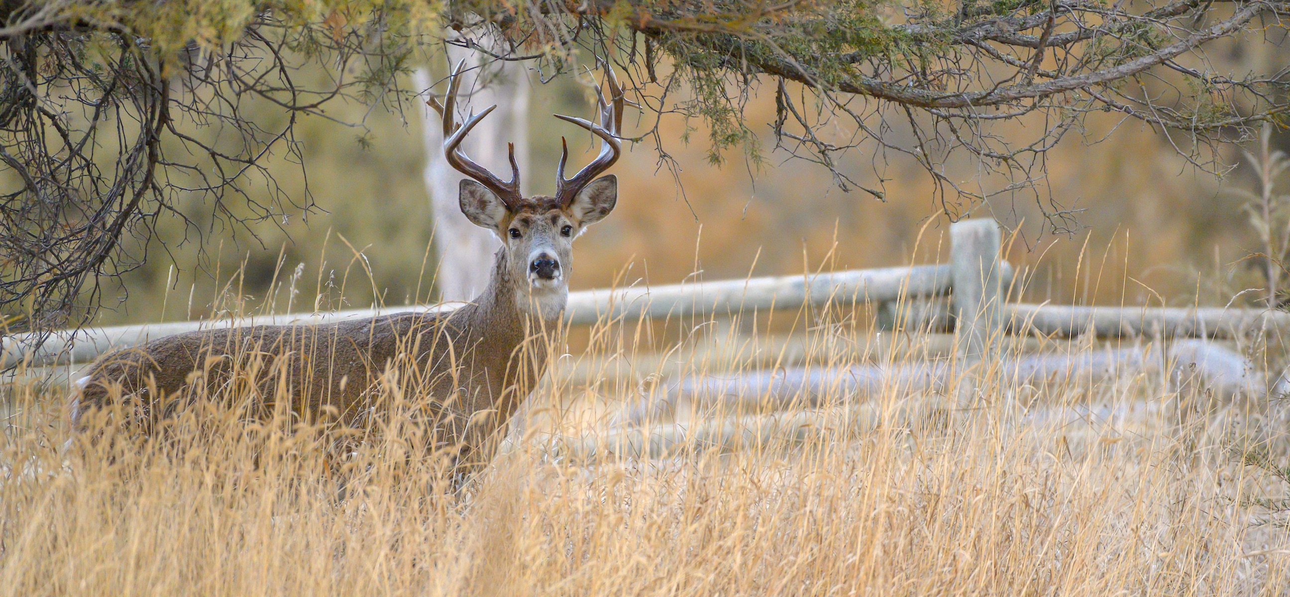 How to Find Killer Deer Hunting Funnels HuntStand