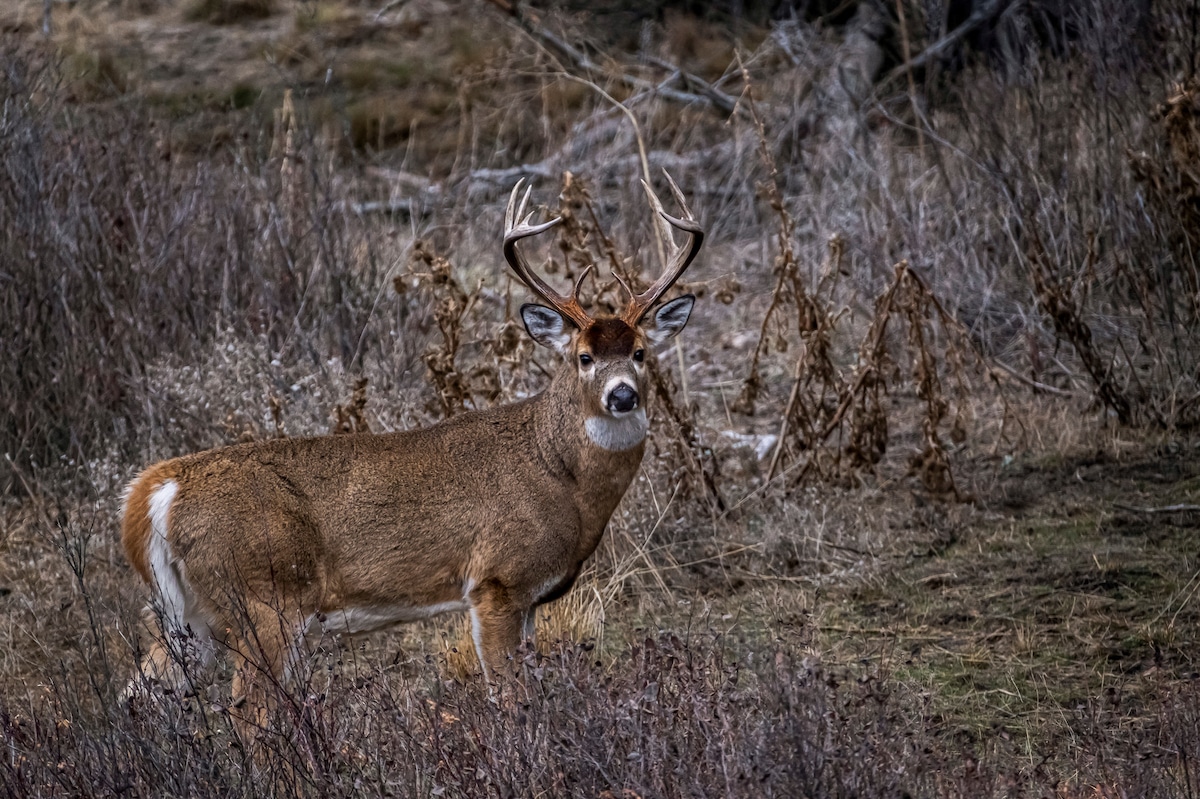 Big buck and deer research