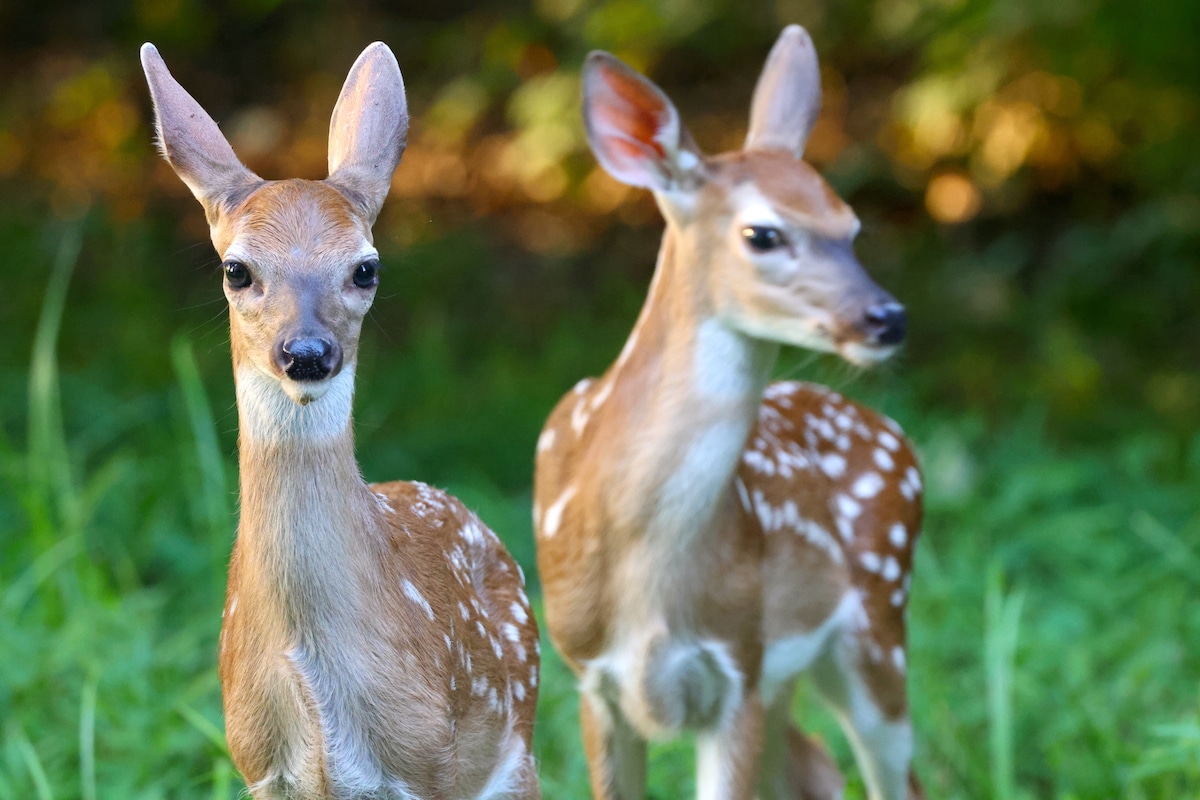 Whitetail fawns