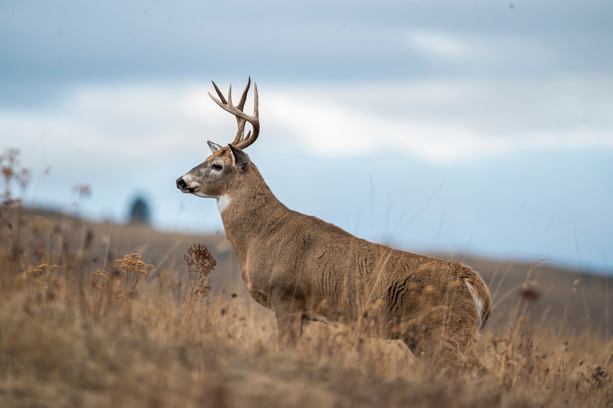 Some bucks don't inherit big antlers from their large-racked fathers.