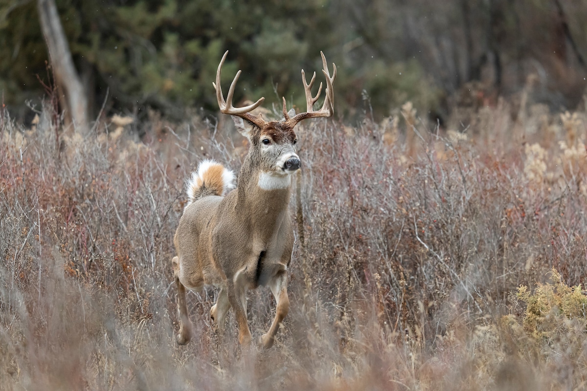 Food plot tips and tactics. These are answers to questions food plotters need answers to