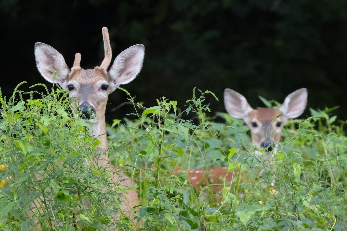 Food plot tips and tactics. These are answers to questions food plotters need answers to