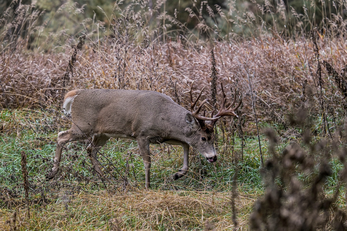 Food plot tips and tactics. These are answers to questions food plotters need answers to