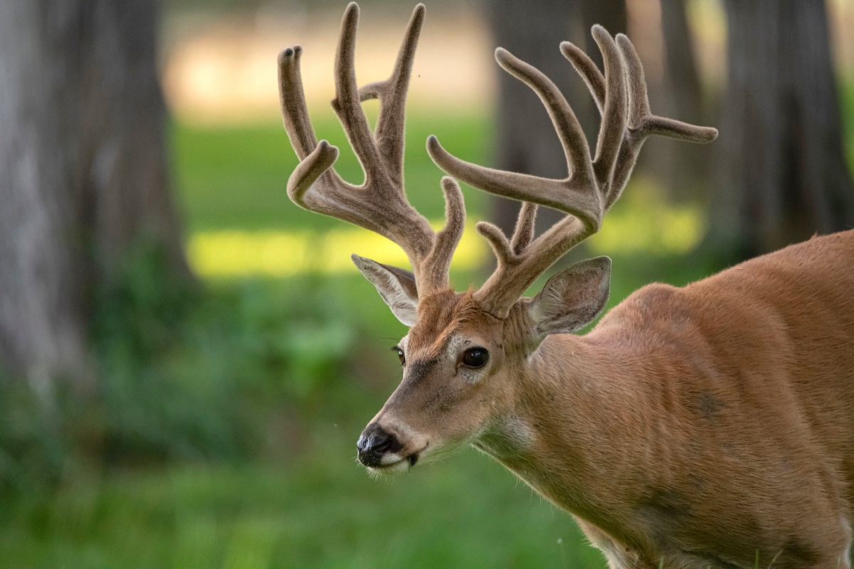 Summer Scouting Tips and Tactics for Deer Hunters