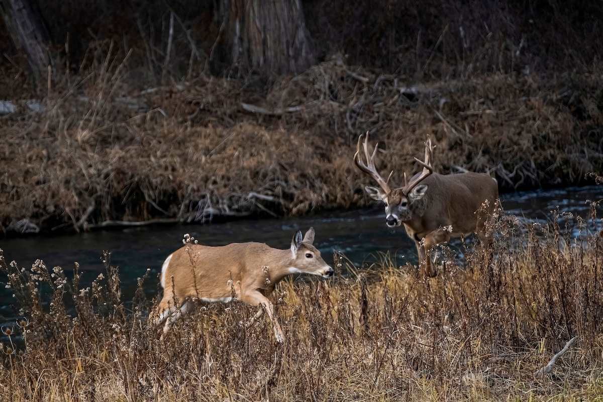 Deer cover a lot of ground, and drink a lot of water, during the rut.