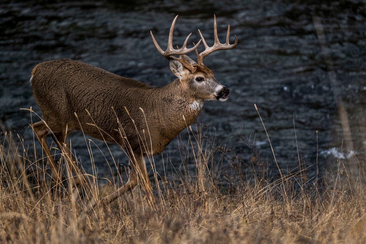When possible, mature bucks tend to bed close to water.
