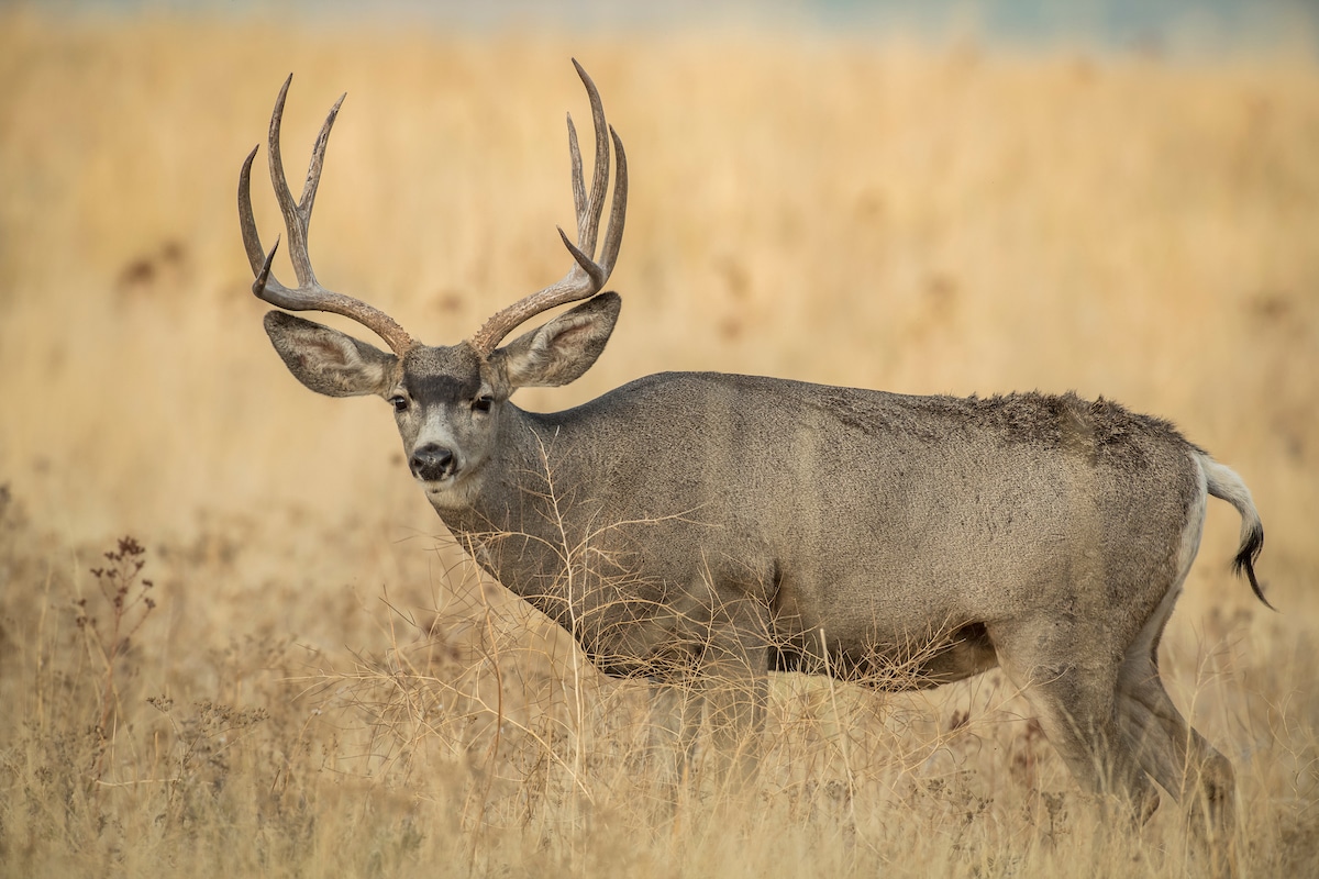 Mule deer hunts are fun in their own right, but are complementary to a Great Plains or western whitetail hunt.