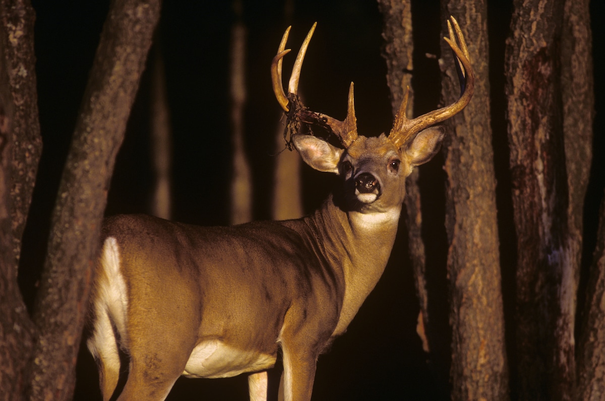Whitetails are America's favorite game animal, and pair quite nicely with a mule deer hunt.