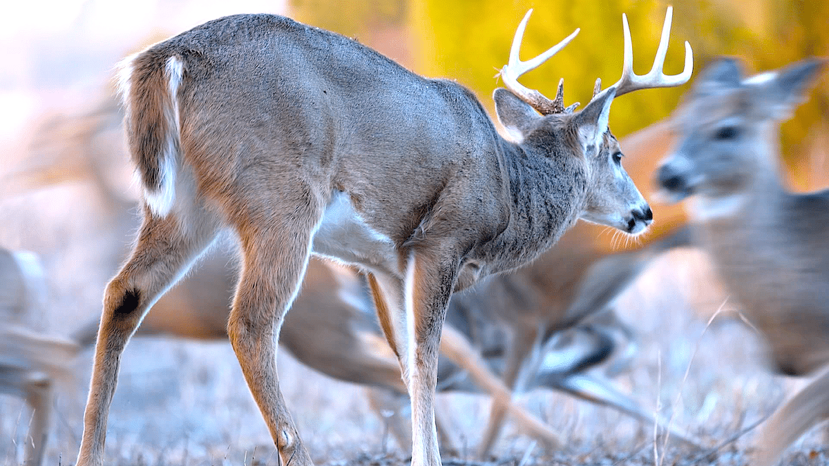 The Deer Baiting Guide All About Baiting Whitetails HuntStand