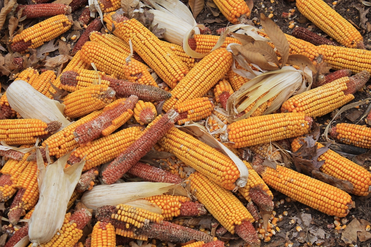 The Deer Baiting Guide All About Baiting Whitetails HuntStand