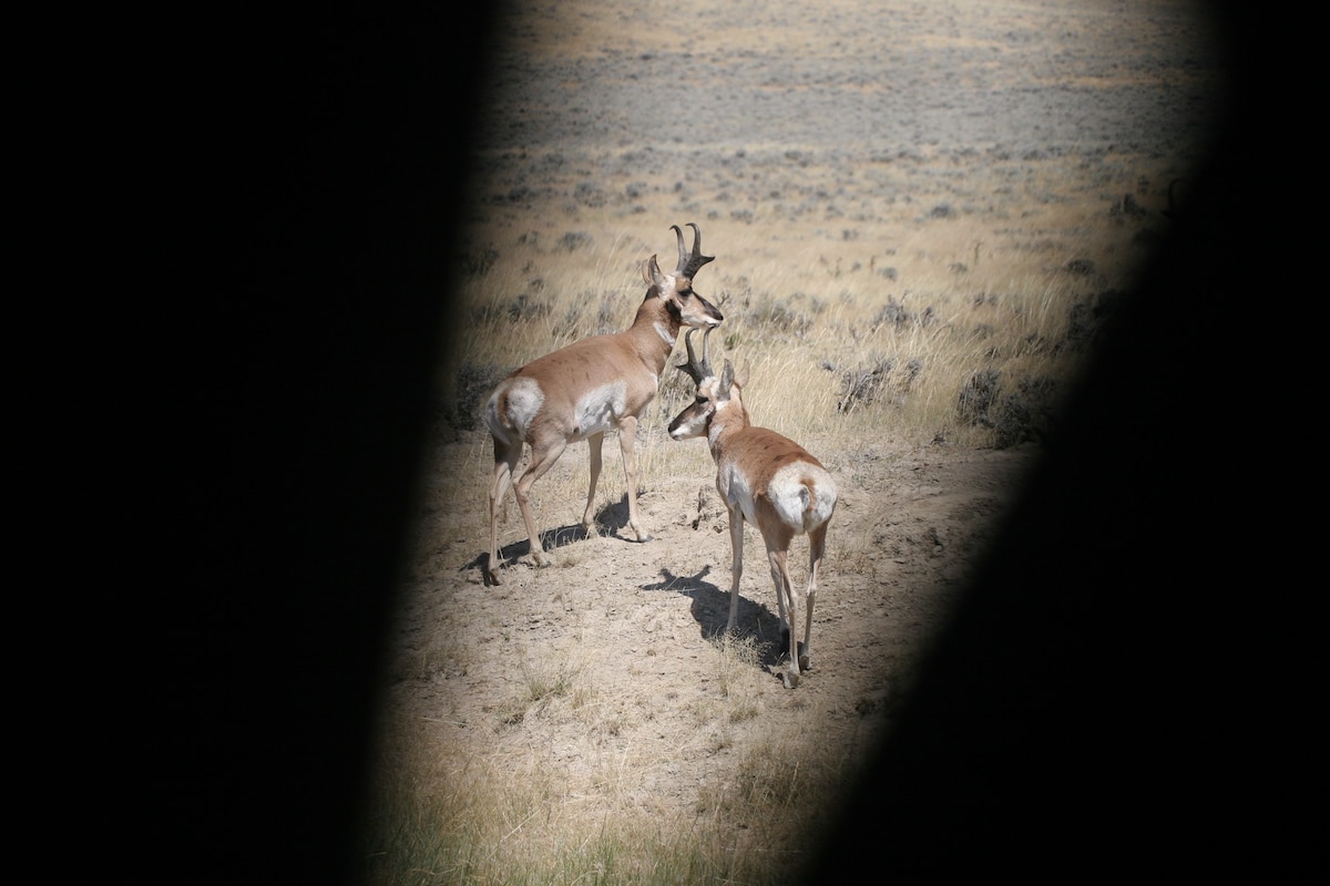 Pronghorn Hunting Tips and Tactics