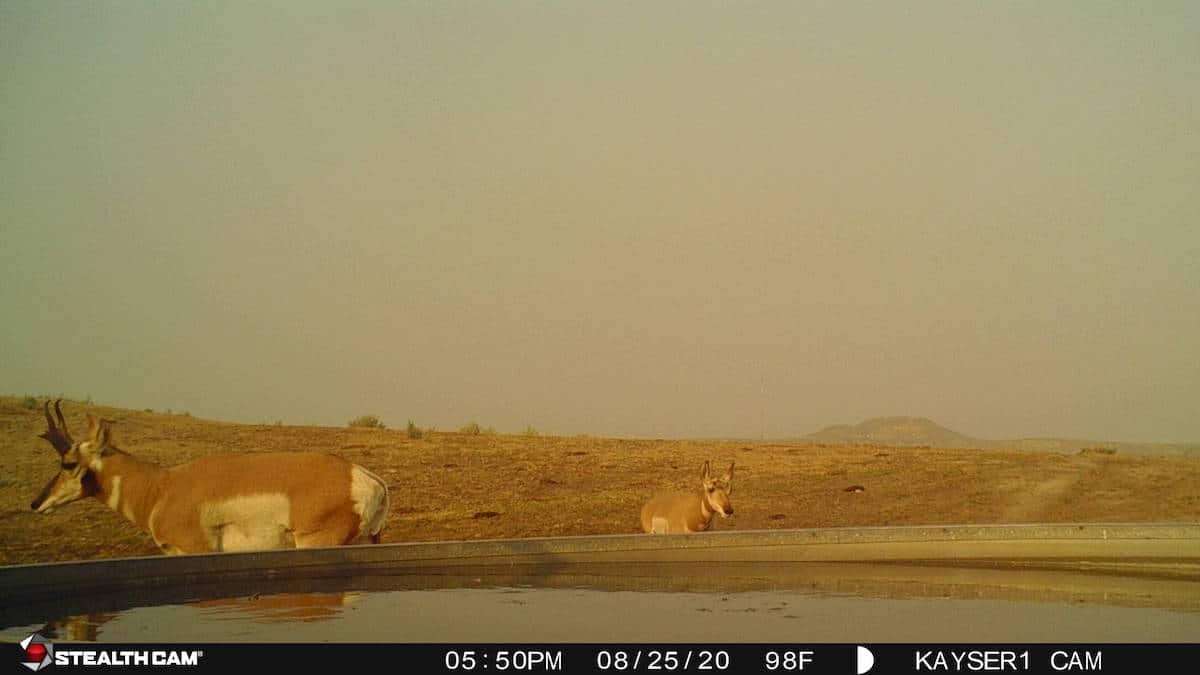 Pronghorn Hunting Tips and Tactics